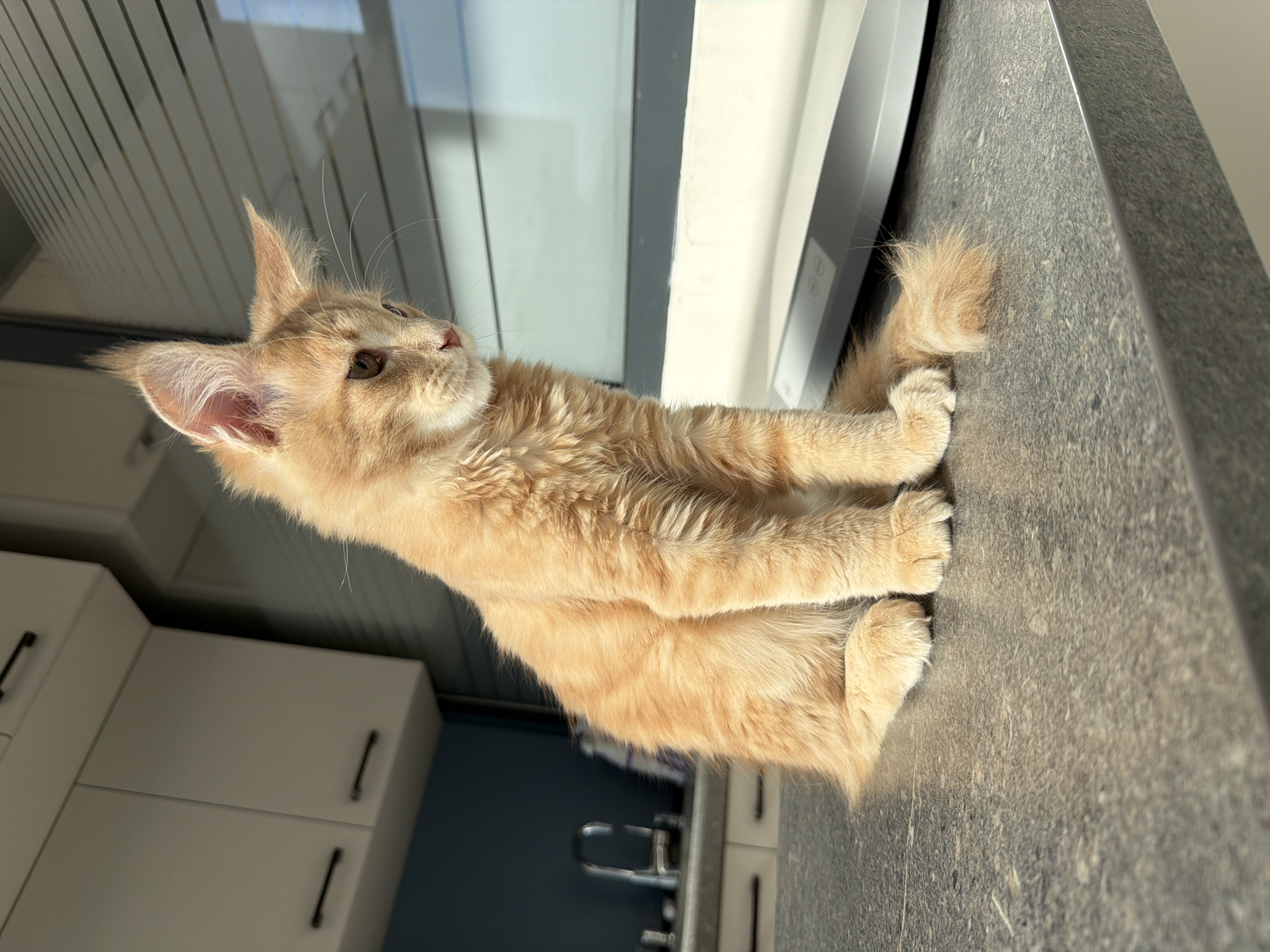A ginger kitten with fluffy fur sits on a grey speckled countertop in a kitchen. The kitten is facing to the right and looking down. Behind the kitten, there are white cabinets with black handles, a dark blue wall, and a faucet. To the right of the kitten, there is a reflective surface with horizontal blinds. The image was taken in the city of Sofia, Bulgaria.