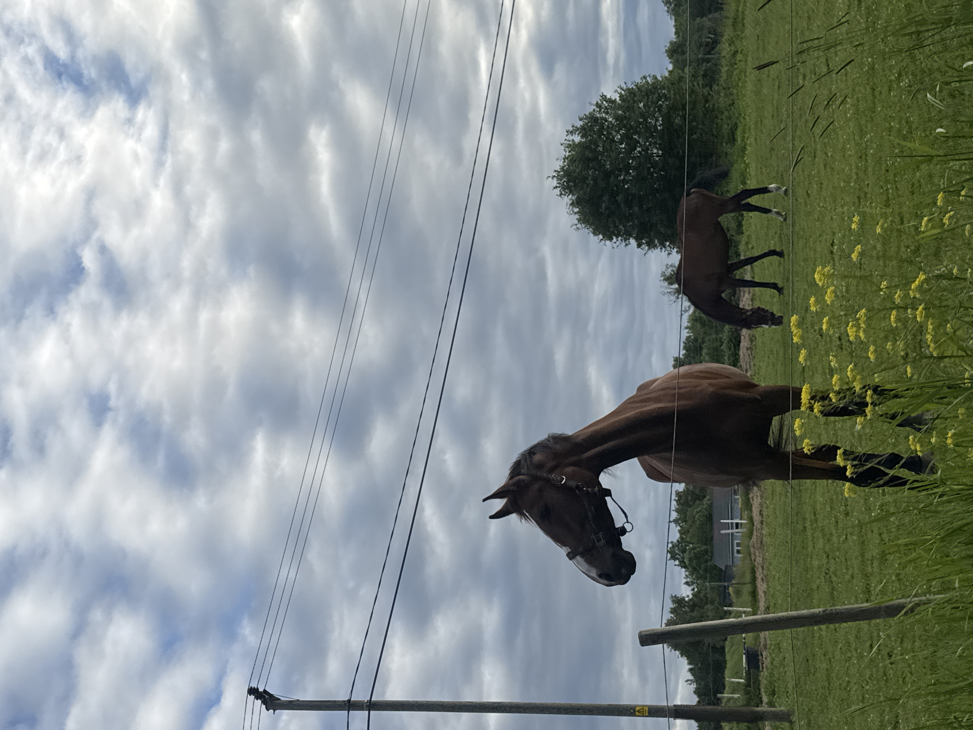 The media file shows a rural scene in Saue, Estonia, with two horses grazing in a grassy field under a cloudy sky. A brown horse is prominently featured in the foreground, its head turned towards the viewer, wearing a bridle. In the background, another brown horse is grazing. The field is dotted with yellow wildflowers and tall green grass, and a line of trees can be seen in the distance. There are also power lines and fencing visible, suggesting the presence of human infrastructure in the natural landscape. The weather appears to be overcast, with dramatic clouds filling the sky. The overall mood is peaceful and serene, capturing a moment of tranquility in the countryside. There is no visible text in the image.