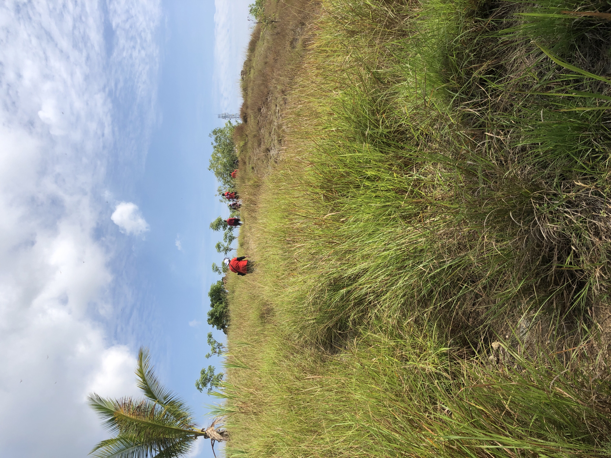 A group of people wearing red shirts and white head coverings are hiking up a grassy hill under a partly cloudy sky. A palm tree is visible on the left side of the frame, and sparse vegetation dots the landscape further up the hill. The ground is covered in tall, dry grass. The scene appears to be a natural outdoor setting.