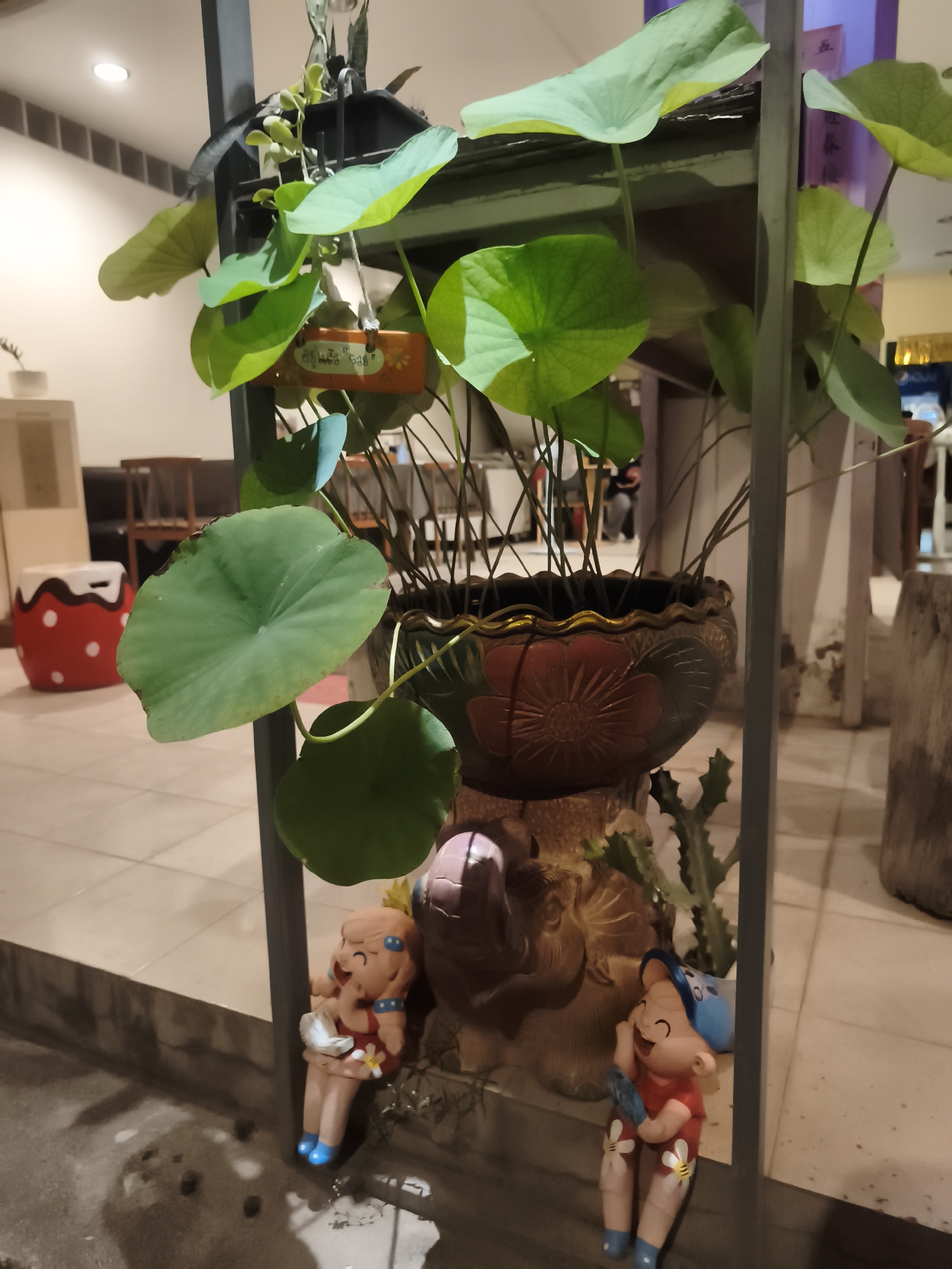 This media file depicts an outdoor scene in Baan Mae Nam, Thailand, likely at dusk or evening due to the artificial lighting and shadows. The primary subject is a potted lotus plant with large, vibrant green leaves, housed in an ornate, dark-colored pot decorated with a raised floral pattern. The pot is perched on a decorative stand that appears to be made of carved wood or ceramic, possibly featuring an elephant motif.
Flanking the plant are two small, cheerful figurines. On the left, a figurine of a young girl with rosy cheeks, blue hair ties, and blue shoes sits holding what appears to be a white flower or object. She wears a red top with a yellow flower detail. On the right, a figurine of a young boy, also smiling broadly, wears a blue cap, a red shirt, and has flowers painted on his legs. He sits with his legs crossed, holding a blue object.
In the background, glimpses of an indoor setting are visible, suggesting the plants are placed near an entrance or patio area. The flooring appears to be tiled. To the far left, a red and white polka-dotted object, possibly a stool or planter, adds a touch of color. Above the lotus plant, a small wooden sign hangs, featuring some text that is partially visible but unreadable. The overall mood is serene and decorative, with the cheerful figurines adding a whimsical touch to the natural elements.
