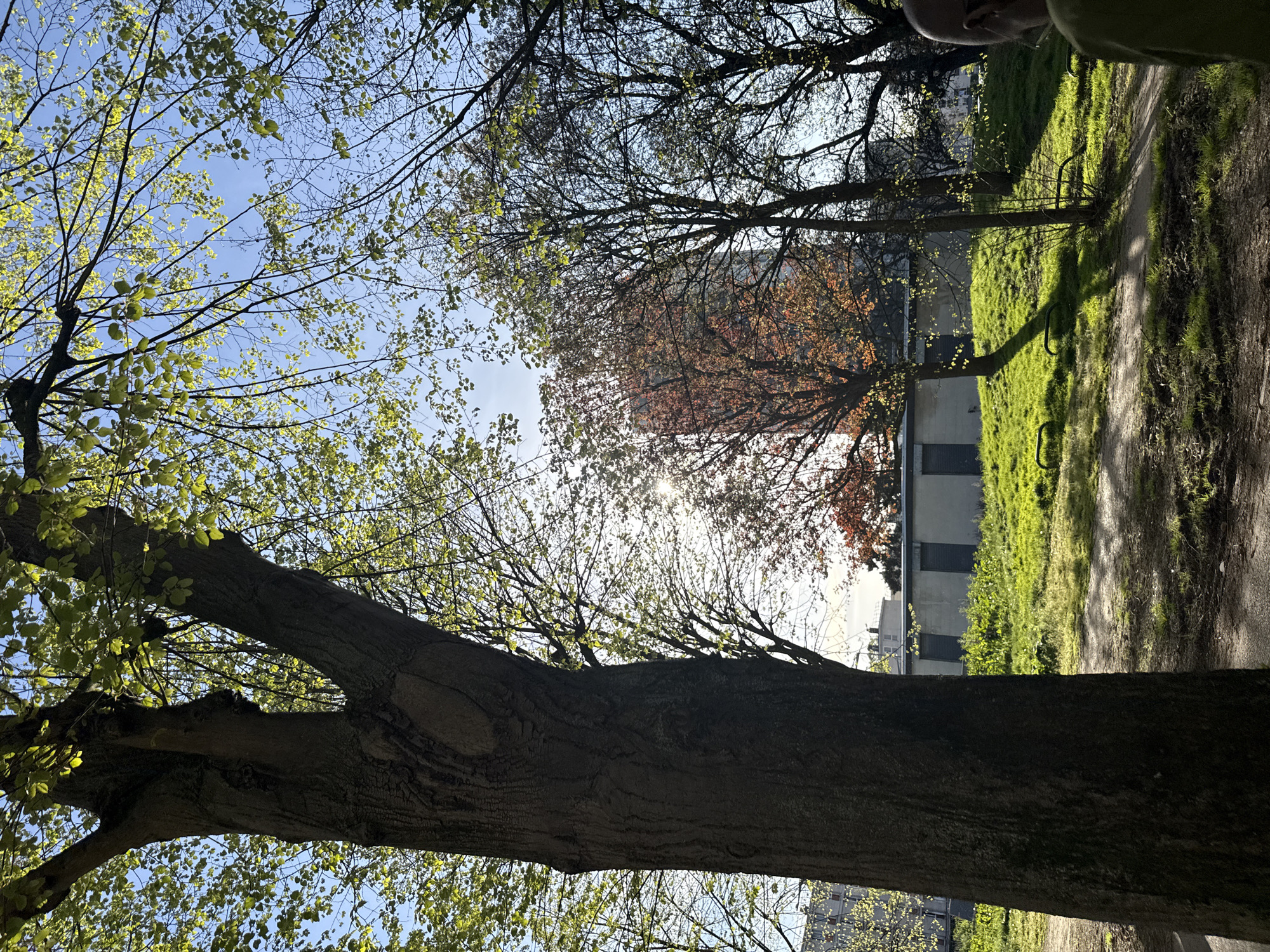 The image is taken from a low-angle perspective looking up through trees in what appears to be a park setting.
**Environment:** The setting is outdoors, with a dirt path visible on the right and green grass with sunlight. The sky is blue and visible through the branches of the trees.
**Subjects/Objects:** A large tree trunk dominates the foreground. The tree has new green leaves. Other trees are present in the background, some with leaves turning reddish-brown. A building is visible through the trees, appearing to be a structure with dark windows or doors. Metal bike racks stand in the grass alongside the path.
**People:** The top of a person's head is barely visible in the top right corner of the image.
**Location:** Given the request to include the location, the image is set in the city of Sarcelles, France.