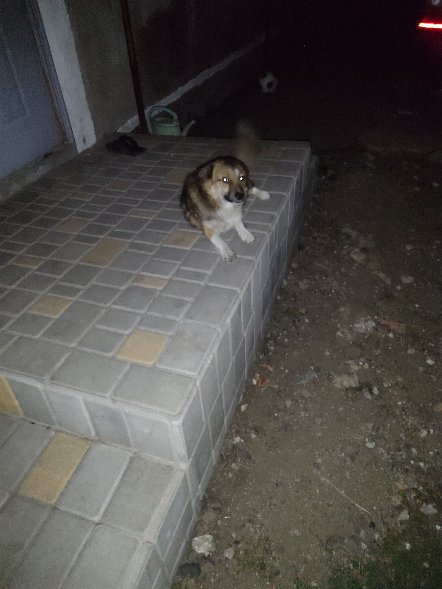 A medium-sized dog with tan and brown fur is lying on its side on a tiled step. The dog's eyes are open and reflecting light. The tiled steps are laid out in a pattern of gray and yellow squares. To the left of the steps is a white doorframe. In the background, there is dark ground with some debris and vegetation. There is also a green watering can visible. The scene appears to be outdoors at night.