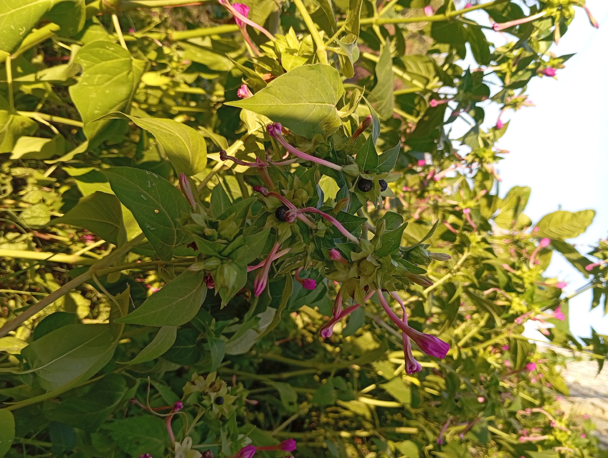 The image depicts a close-up view of a plant with numerous unopened pink flowers and some dark berries. The plant has vibrant green leaves and is bathed in warm, golden sunlight, suggesting it is either early morning or late afternoon. The background is softly blurred, showing more of the plant and what appears to be a light-colored vertical structure, possibly a wall or tree trunk, to the right. The scene is set outdoors, likely in a garden or natural area within the city of Buddan, Indonesia, given the context provided. No people or actions are visible; the focus is entirely on the botanical subject.