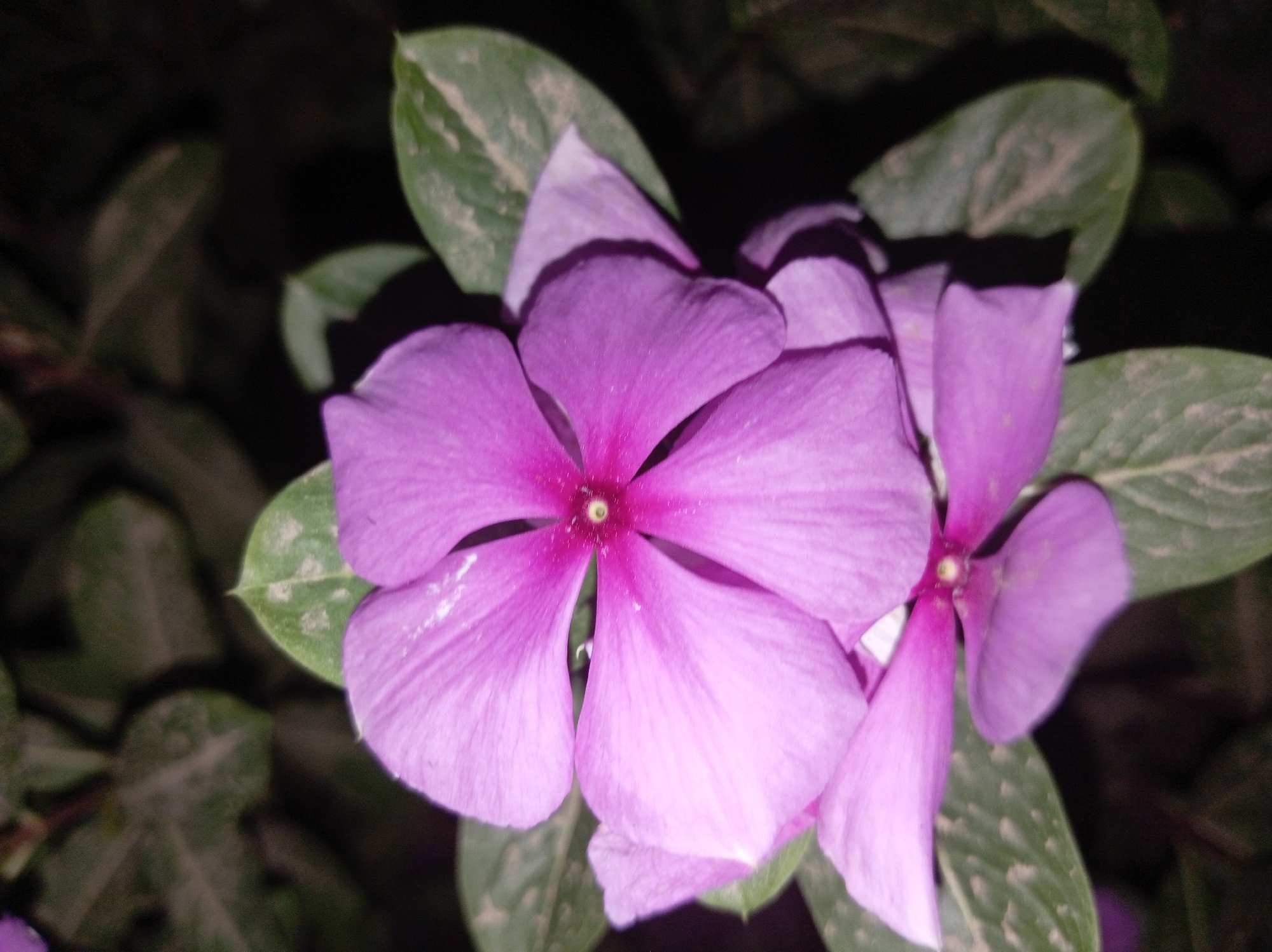 A close-up image of two purple flowers with five petals each, centered with a green background of leaves, taken at night in Parroquia Ocumare, Venezuela.
