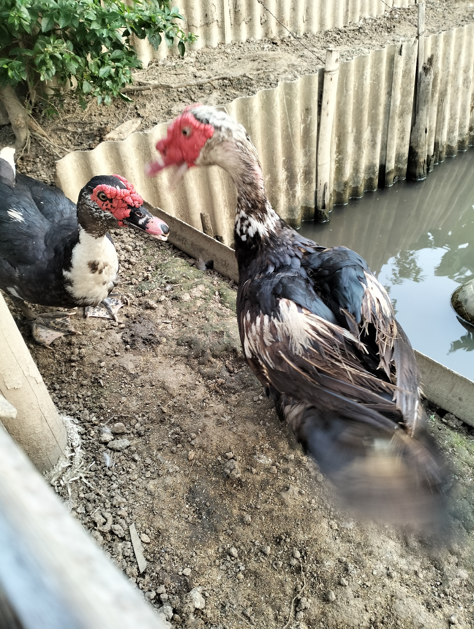 The image shows two Muscovy ducks near a muddy bank of a small body of water. One duck, with black and white plumage and red facial caruncles, is facing left and appears to be looking at the other duck. The second duck, larger and with predominantly dark plumage and white accents, is facing right and is blurred due to motion, suggesting it is moving or ruffling its feathers. The background consists of a textured corrugated metal fence, a dirt ground with scattered debris, and some greenery at the top left. The scene appears to be an outdoor enclosure for poultry, possibly in a rural or semi-urban setting within the city of Magelang, Indonesia.