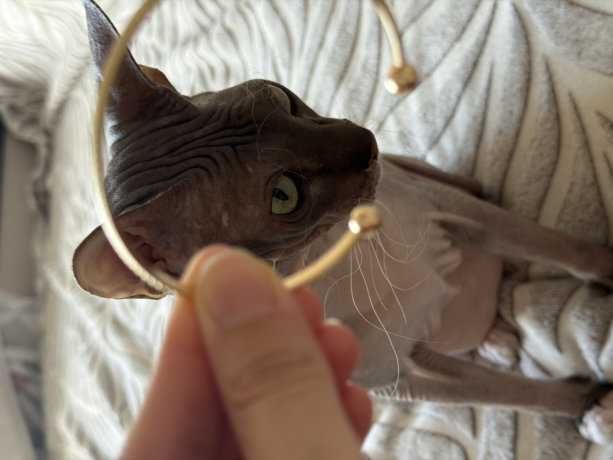 A Sphynx cat is sitting on a bed with a textured blanket. A human hand is holding a gold bracelet in front of the cat's face. The cat has green eyes and appears to be looking at the bracelet. The background is blurred, but it appears to be an indoor setting. The specific location in Izhevsk, Russia, is not discernible from the image.