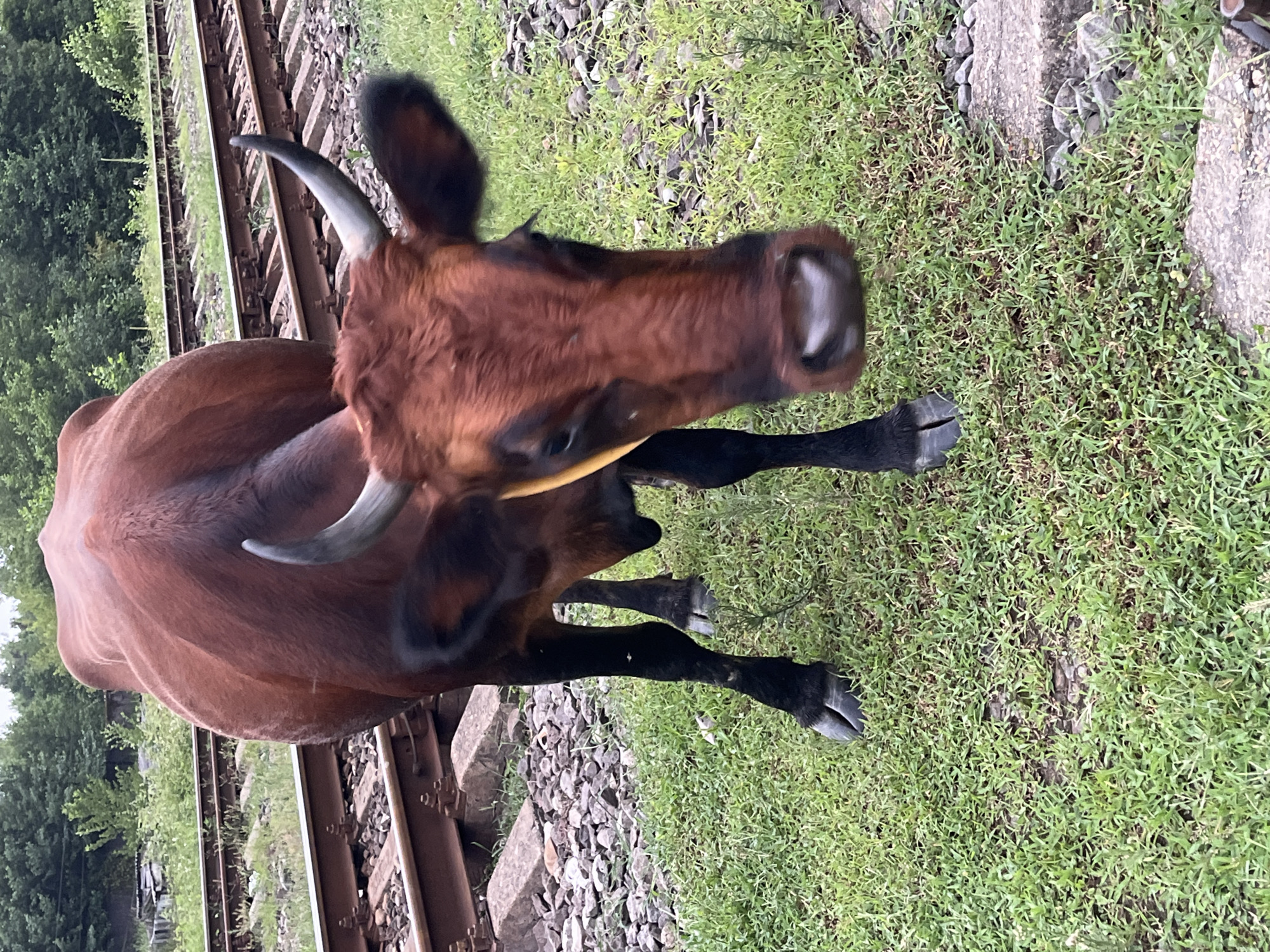 A brown cow stands on a grassy area next to railroad tracks in Ureki, Georgia. The cow is facing forward and slightly towards the camera. The railroad tracks are made of wood and metal. In the background, there are trees and some scattered buildings. The weather appears to be overcast.