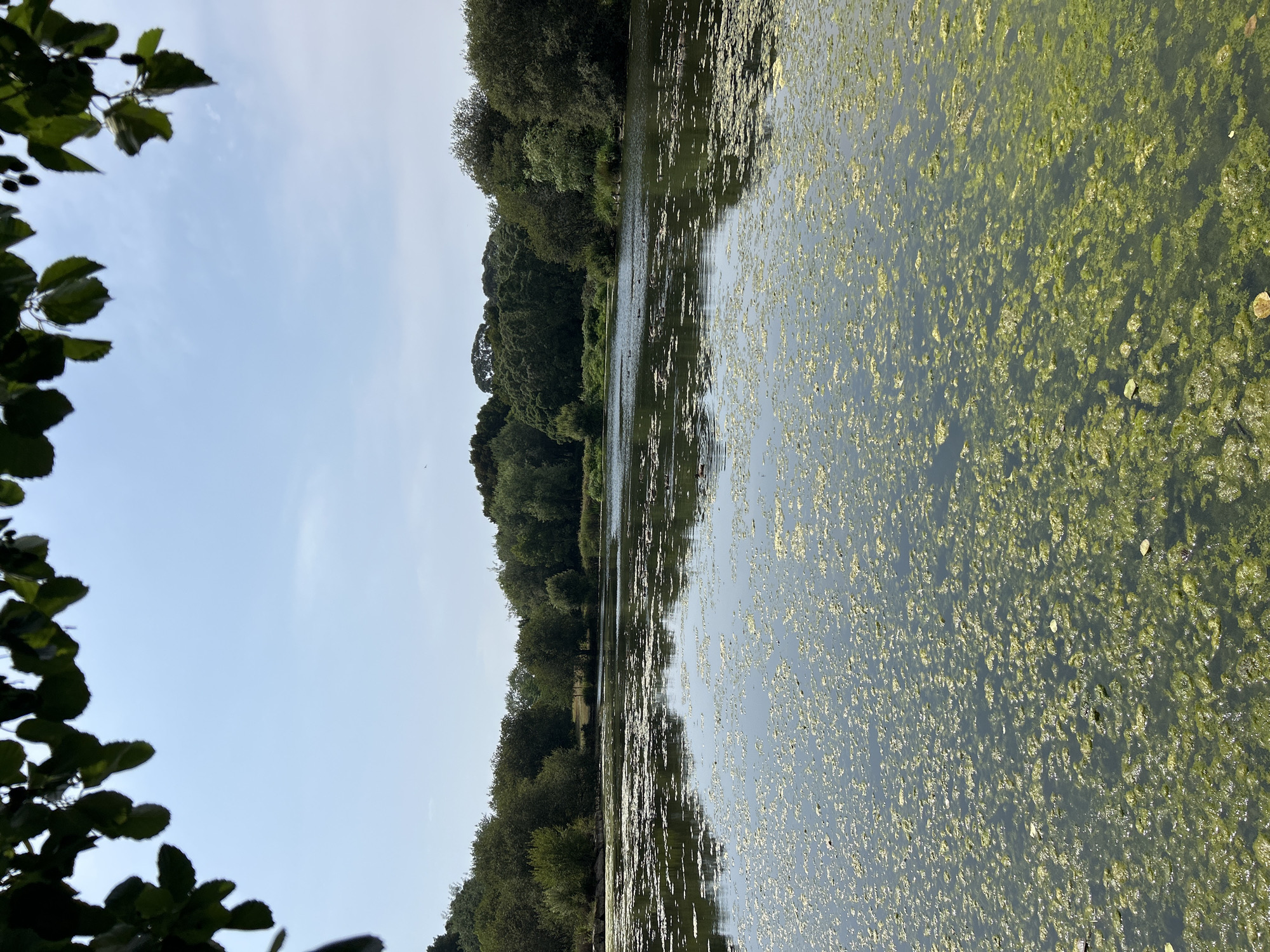 The image shows a tranquil lake surrounded by lush green trees. The water's surface is partially covered with green algae, creating a textured appearance. Several ducks are visible swimming in the lake. The sky is clear with a hint of clouds. The scene appears to be a natural landscape, likely a park or a nature reserve. There is no indication of it being in the city of Porto, Portugal.