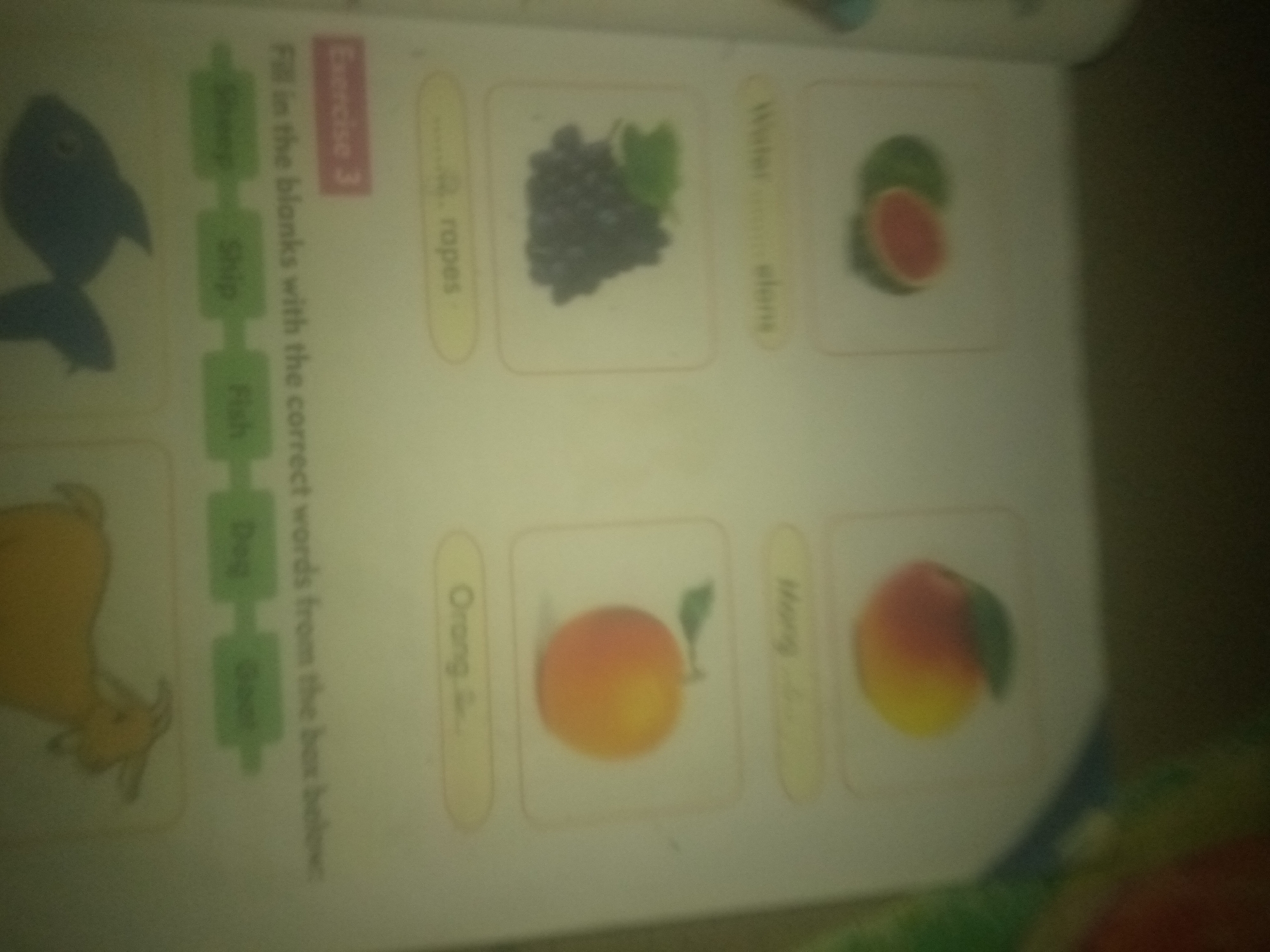 The image shows a page from a workbook or educational material. There is a heading "Exercise 3" and instructions "Fill in the blanks with the correct words from the box below." To the left, there are vertical green boxes with words: "Sheep", "Ship", "Fish", "Dog", "Goat". To the right, there are several images in framed boxes, each with a label in a yellow oval next to it. The first framed image is of grapes, labeled "Grapes". The second is of a watermelon slice, labeled "Watermelon". The third framed image is of an orange, labeled "Orange". The fourth framed image is of a mango, labeled "Mango". The overall scene is a close-up of a printed page, likely from a classroom setting. There is no discernible location in the city of Jauro Yinu, Nigeria, nor are there any people or specific actions depicted in the image.