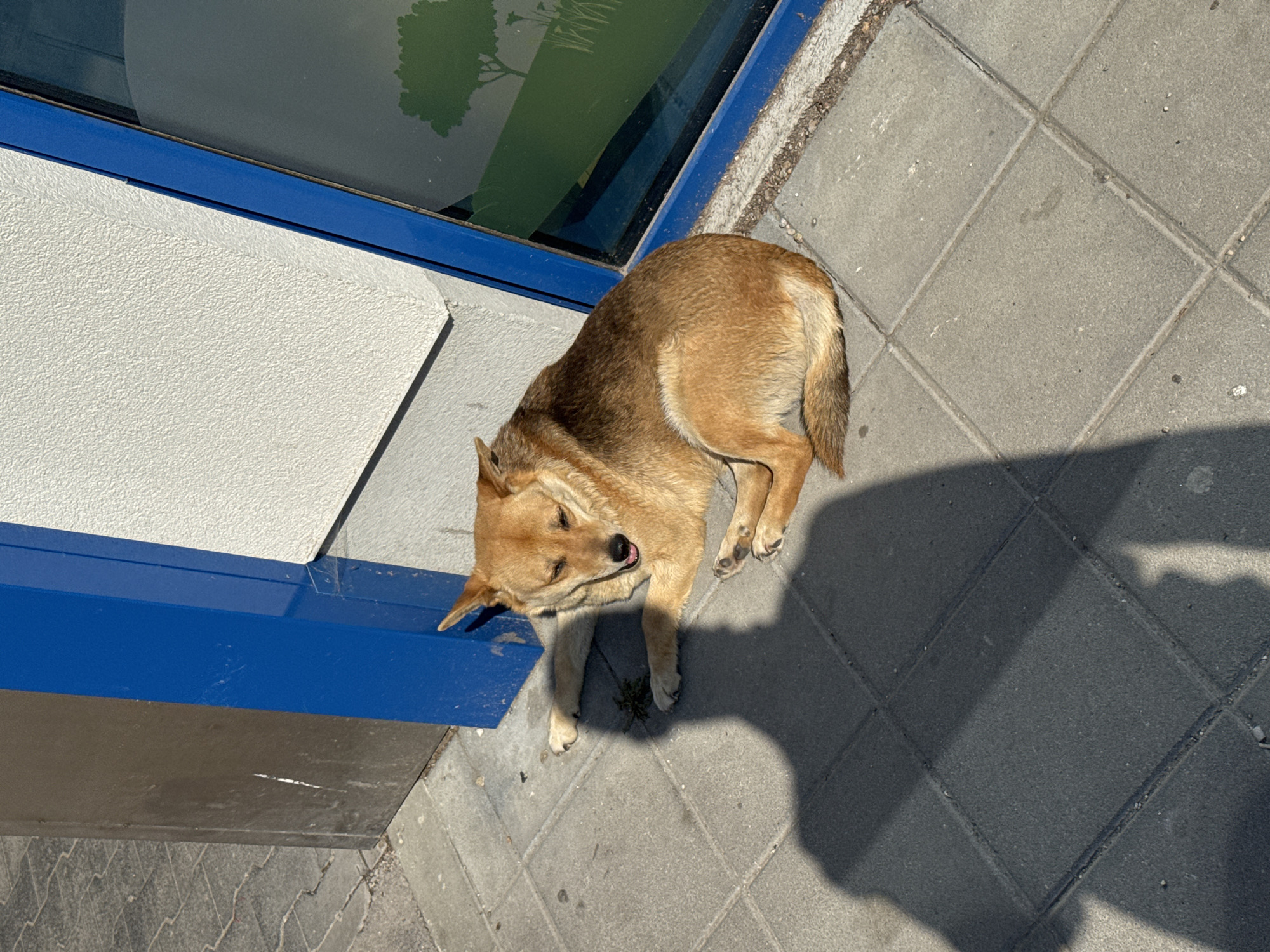 A medium-sized, brown and tan dog is lying on a gray tile sidewalk, next to a building in what appears to be a sunny outdoor environment. The dog is mostly lying on its side, with its head near a dark blue edge of a building. A portion of a glass window is visible above the blue edge, reflecting a green image. The sidewalk consists of square gray tiles. A human shadow is cast on the sidewalk near the dog. The location is identified as Lovech, Bulgaria.