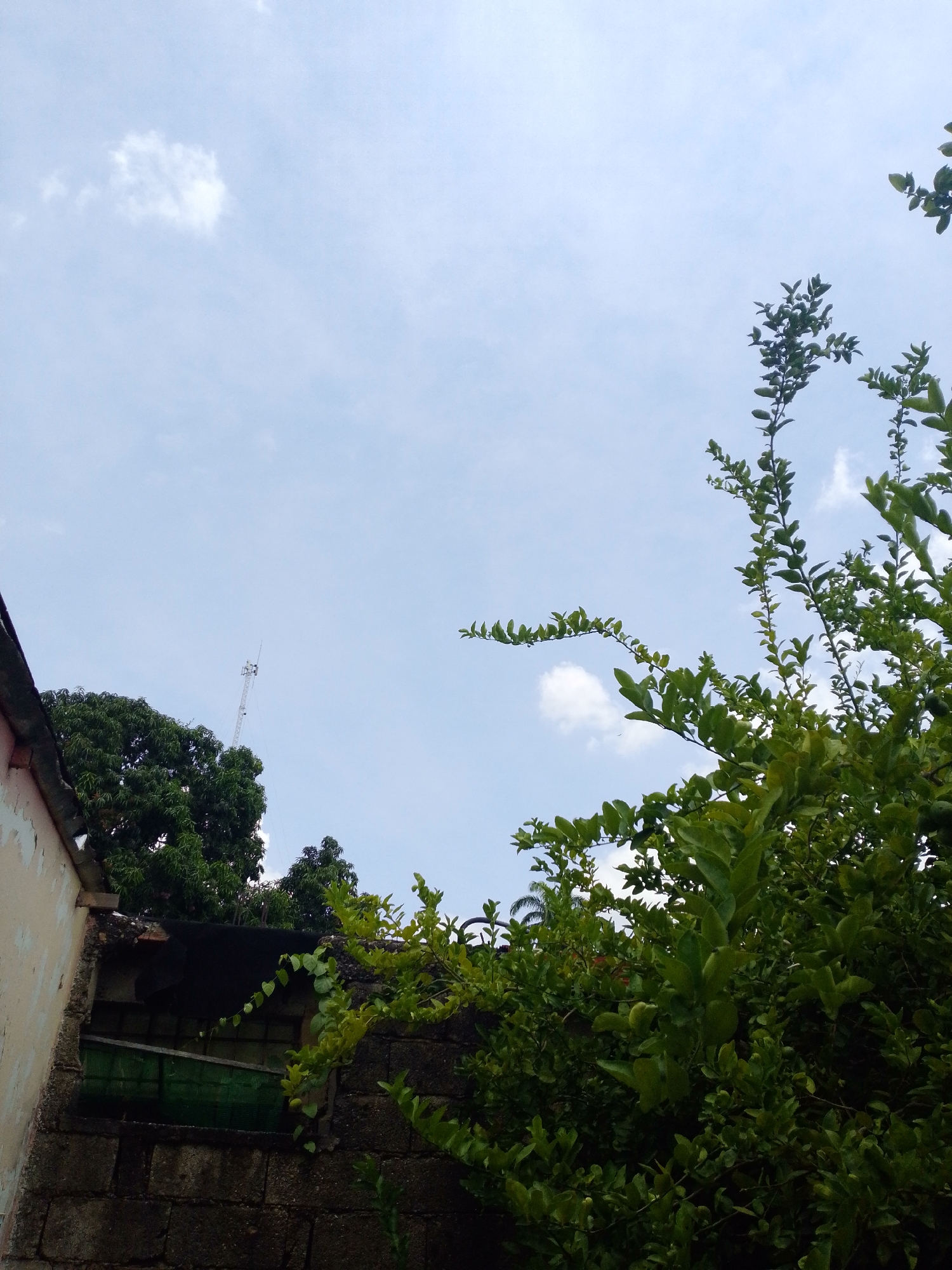 The image depicts an exterior scene in Tinaquillo, Venezuela. In the lower left, there's a partially visible, weathered building with a faded paint job and a section with exposed brick. A window opening is noticeable, partially obscured by green netting or screening. Overgrown vegetation, including trees and bushes with green foliage, dominates the right side and top-center of the frame. A tall, metallic telecommunications tower is visible in the distance, rising above the trees. The sky is light blue with scattered white clouds. No people are apparent in the frame.