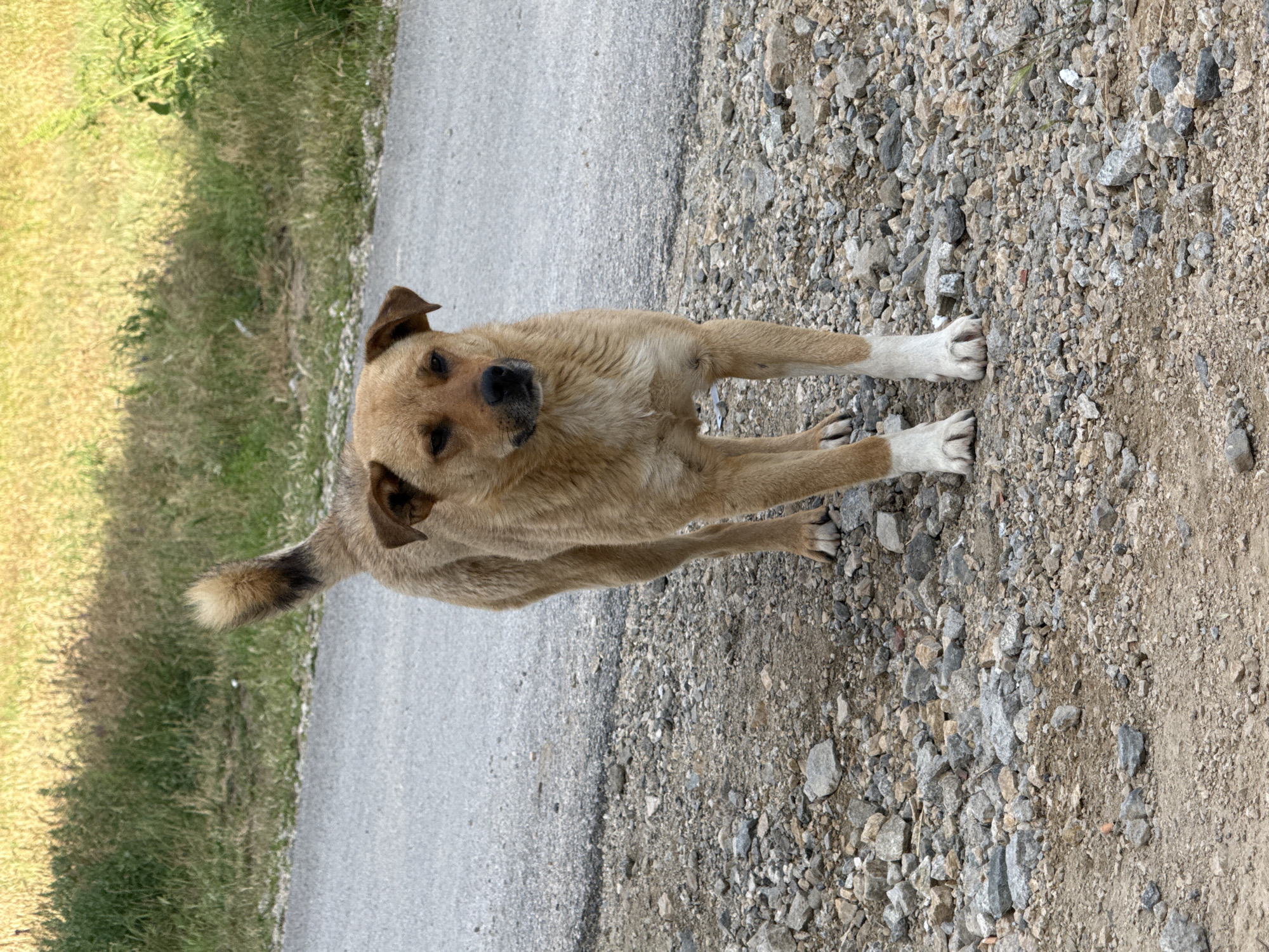 An outdoor, eye-level photograph shows a medium-sized dog standing on a gravel and dirt path. The dog has light brown fur, with white markings on its paws and a black tip on its tail. Its ears are partially perked, and it looks directly at the viewer with an attentive and curious expression. To the dog's left, an asphalt road runs parallel to the path. To its right, a strip of green grass transitions into drier, lighter vegetation, extending into the background. The scene is brightly illuminated by natural daylight, suggesting clear and sunny weather. No text is visible in the image. The setting is Yurukovo, Bulgaria.