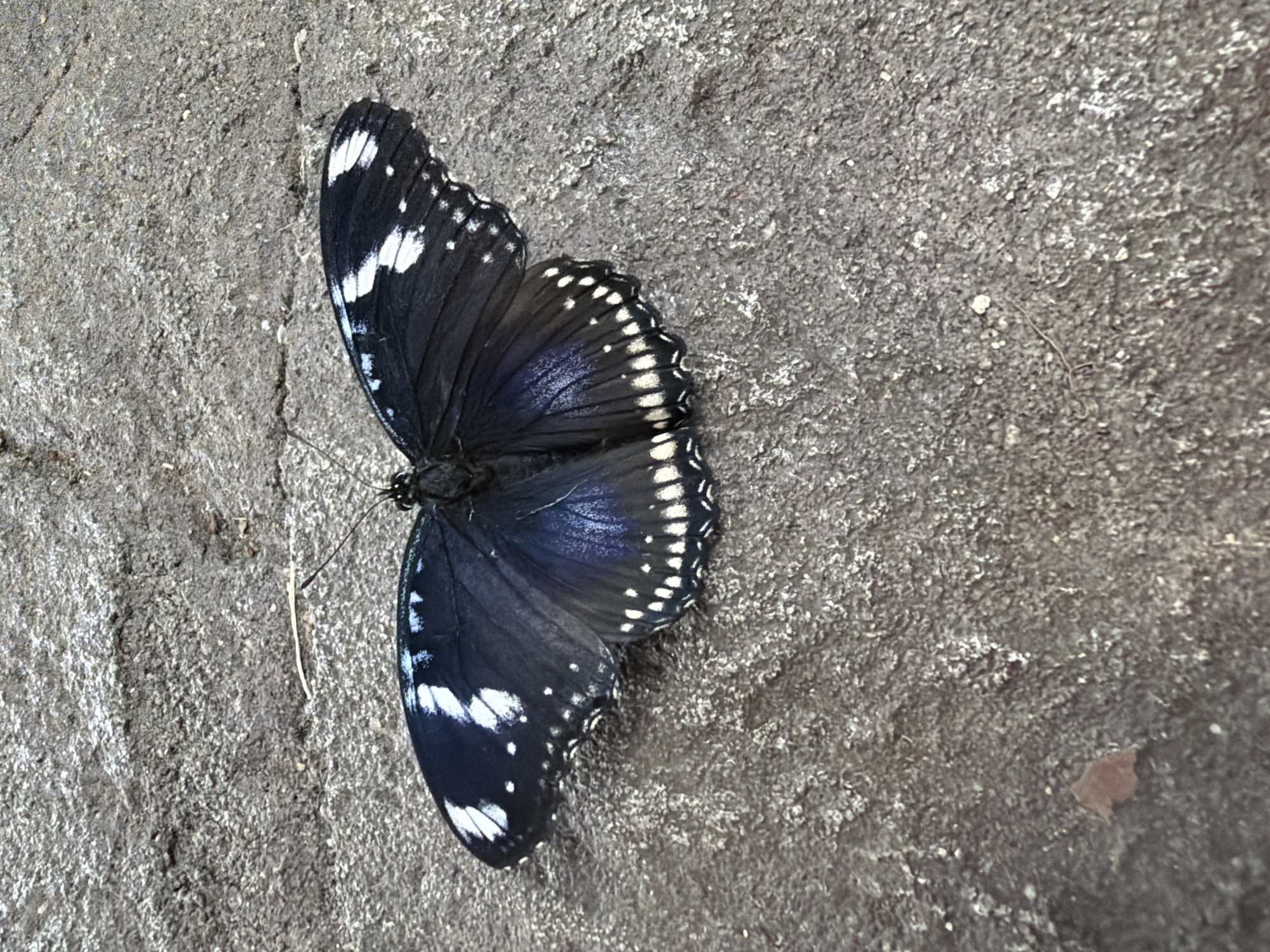 A dark butterfly with white markings on its wings rests on a textured, gray surface, possibly concrete or stone. The butterfly's wings are spread open, revealing a pattern of white spots and bands against a deep blue-black background. Its body is dark and appears to be made up of several segments. The surface it is on has a rough, granular texture with variations in light and shadow, suggesting it is outdoors. There are no other objects or living beings visible in the frame. The image does not provide information about the location in Plovdiv, Bulgaria.