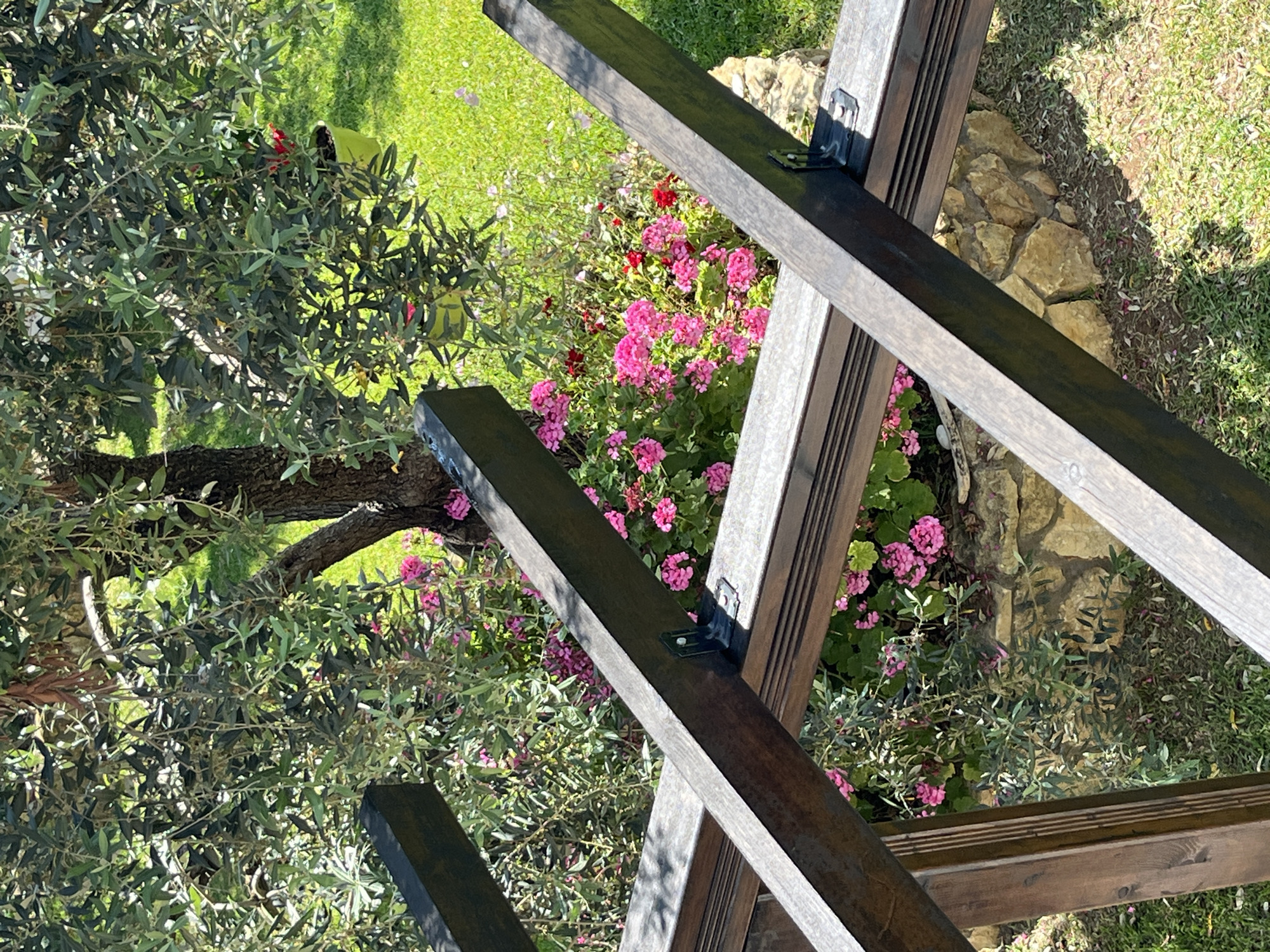 In an outdoor setting, likely in Golden Beach, Greece, a wooden pergola structure is partially visible in the foreground, its dark, weathered beams extending diagonally across the frame. Behind the pergola, an olive tree with dense green foliage dominates the midground. At the base of the olive tree, a vibrant cluster of pink and red flowers blooms amongst green leaves, interspersed with rough-hewn stones. A patch of bright green grass covers the ground beyond the flower bed, bathed in sunlight, with shadows cast by the pergola. Two bright green potted plants are situated within the olive tree's canopy. The scene captures a tranquil garden environment under a bright, sunny sky.