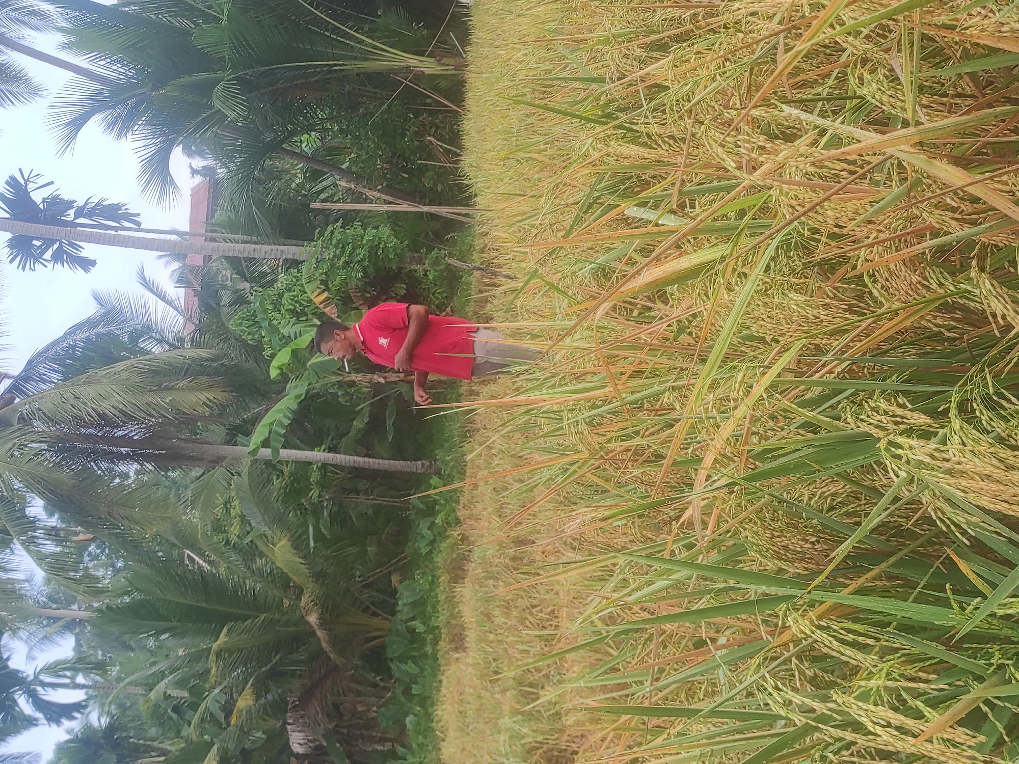 The image, correctly oriented, captures a man standing amidst a vibrant rice paddy field in Lhokseumawe, Indonesia. The man, positioned on the left side of the frame, wears a bright red polo shirt and light-colored trousers. He appears to be looking downwards or to his left, possibly with a cigarette in his mouth, though his facial expression is not clearly visible.
The field around him is densely packed with mature rice plants, showcasing a natural progression from green stalks to golden-brown grains, suggesting a harvest nearing or in progress. Many of the leaves and grains exhibit small water droplets, indicating either dew from the early morning or moisture from a recent rain.
In the background, a thick band of lush tropical vegetation dominates the scene, featuring numerous tall palm trees, likely coconut palms, along with other broad-leafed plants typical of the Indonesian landscape, possibly banana trees. A distant structure with a reddish-brown roof is partially visible through the dense foliage, suggesting a rural or semi-rural setting.
The sky is bright but overcast, producing soft, diffused lighting that bathes the entire scene without harsh shadows. The overall atmosphere conveys a calm, agricultural environment. There is no visible text in the image.