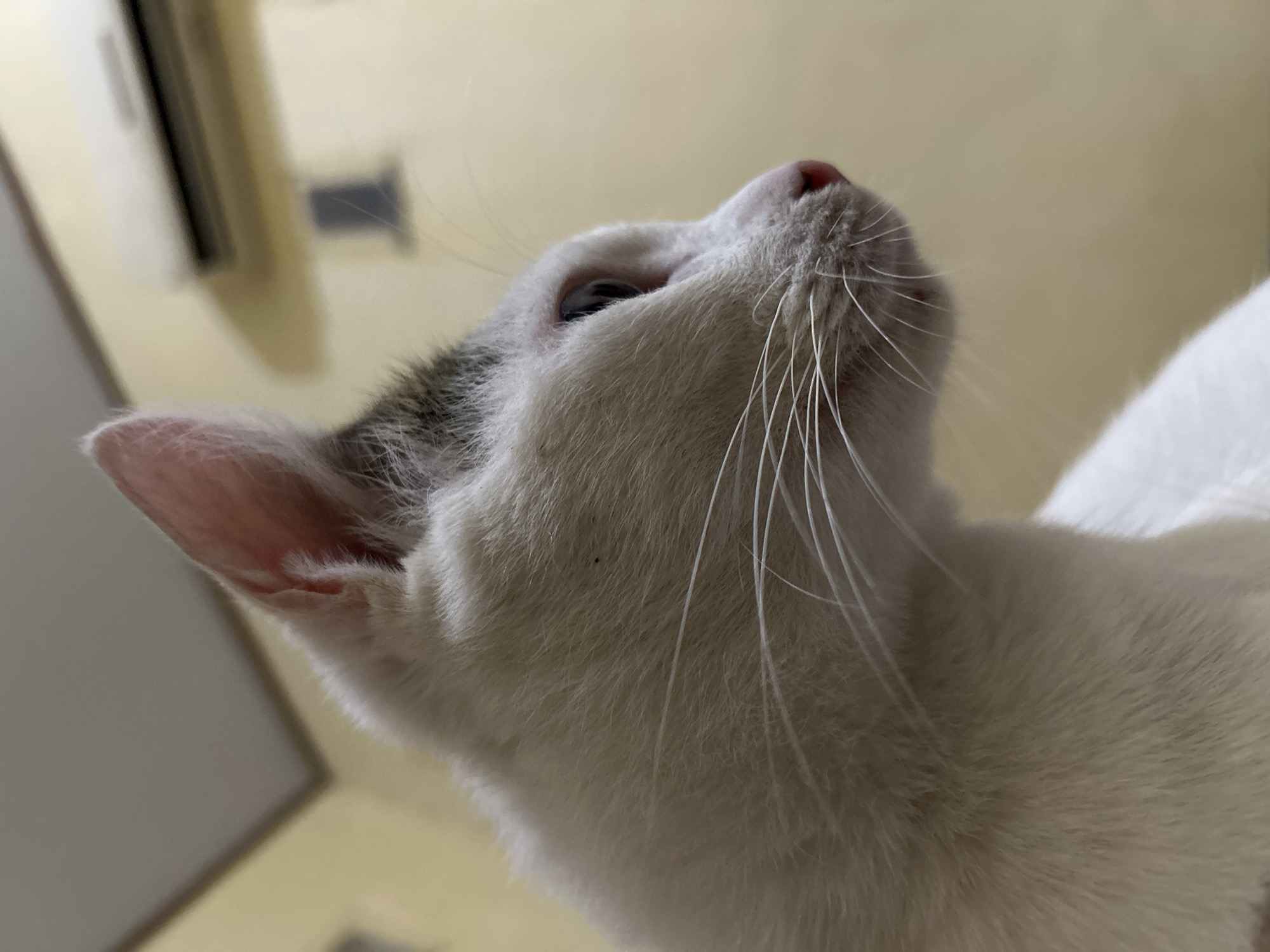 An extreme close-up profile shot shows a white cat with gray markings on its head and ears. The cat's fur is visible in detail, with individual hairs catching the light. Its eye is a dark blue or black, and its nose is a soft pink. The background is out of focus, showing a pale yellow wall with a white air conditioning unit mounted near the ceiling. The ceiling itself is a light gray color, with a corner visible at the top left of the frame. The image appears to be taken indoors, in what could be a residential setting. There is no indication of the city of Makassar, Indonesia, in the visual information provided.
