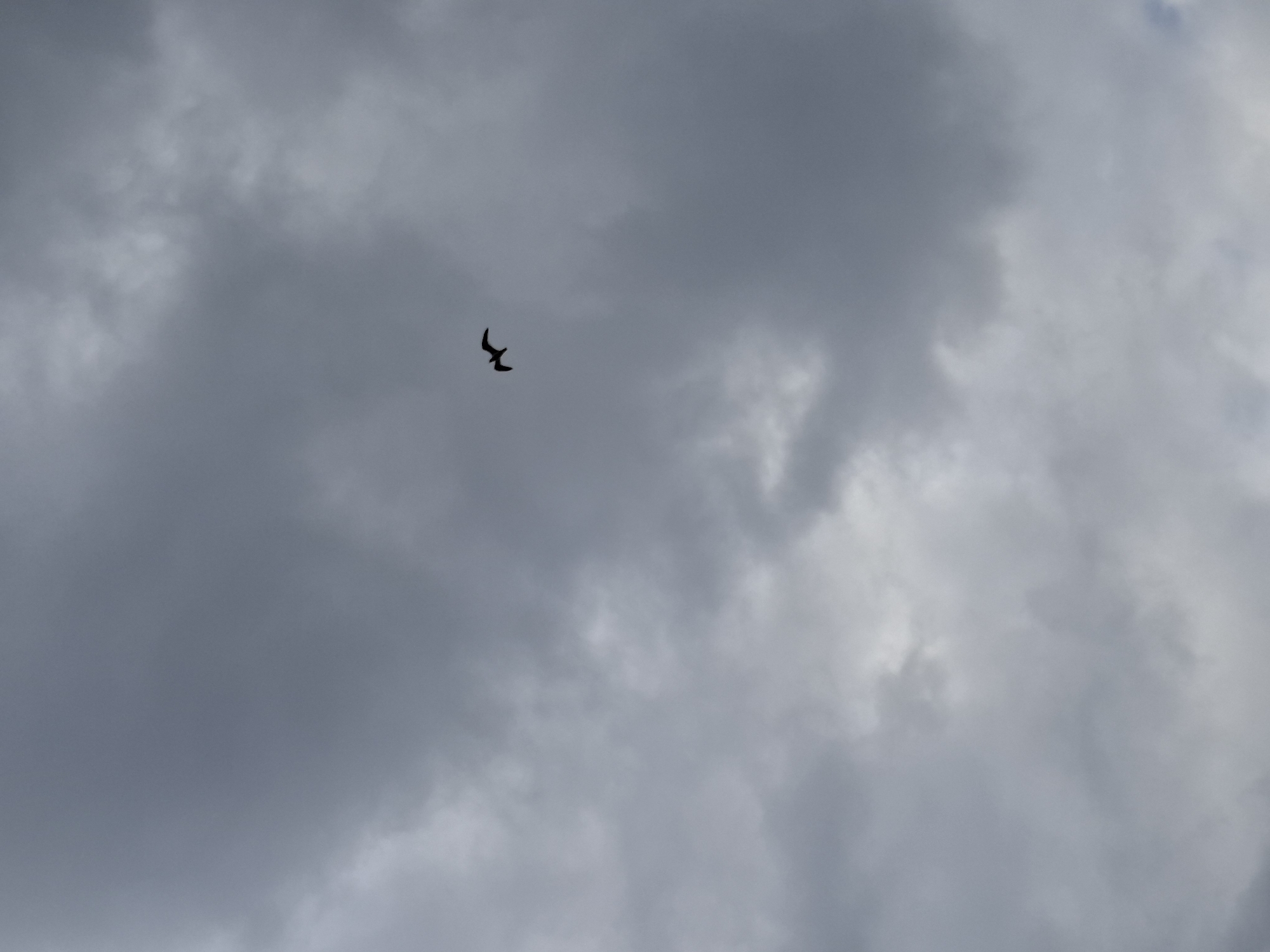 The image displays a solitary bird in flight against a heavily overcast sky, likely over Chaikovsky, Russia. The primary subject is the silhouette of a bird, captured mid-flap, with its wings spread against the vast expanse of clouds. No people or other distinct objects are visible.
The scene is dominated by a dense, textured cloudscape, rendered in various shades of dark and light gray, suggesting a deeply overcast sky, possibly indicative of a storm brewing or an extremely cloudy day. The light is muted and diffused, creating a somber or dramatic atmosphere. The bird is the sole point of interest, emphasizing its isolation and freedom within the expansive sky.
There are no specific location cues visible within the image itself, other than the provided context of Chaikovsky, Russia. The time of day is not precisely discernible but the low light conditions suggest an overcast day, late afternoon, or early evening. No text is visible in the media file.