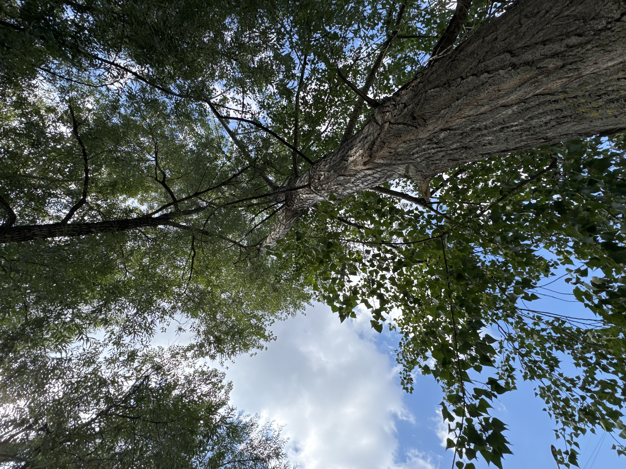 This is a low-angle shot looking up at a tall tree with a rough, textured bark. The tree is surrounded by lush green foliage, which partially obscures the bright blue sky with scattered white clouds. The sun is visible peeking through the leaves, creating a dappled lighting effect. The perspective suggests the viewer is standing directly beneath the tree, gazing upwards. The scene appears to be an outdoor natural setting, possibly a park or a street with mature trees. The presence of a streetlamp is subtly visible in the lower left corner. The image does not contain any people or discernible actions. The location is specified as Ufa, Russia.