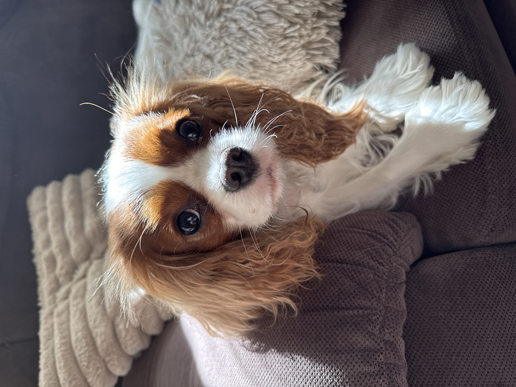 A Cavalier King Charles Spaniel dog is lying on a brown textured sofa. The dog has brown and white fur. It is lying on its back with its paws extended. Part of a white, fluffy blanket is visible behind the dog. Sunlight is shining on the sofa. The location is not evident from the image.