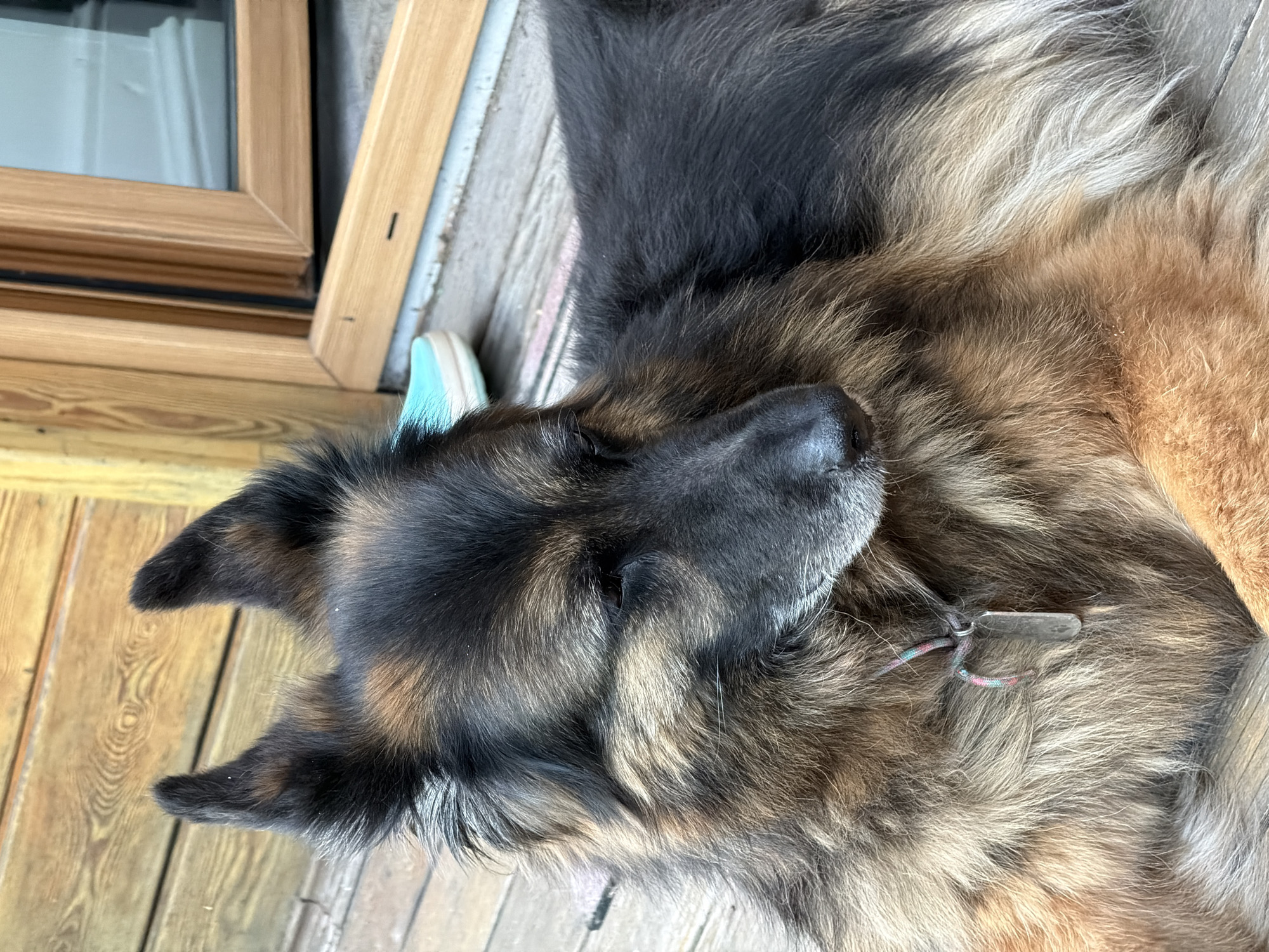 The image shows a German Shepherd dog lying on a wooden porch, possibly in Zimyonki, Russia. The dog is mostly black and tan, with long fur. It is lying on its side, with its head resting on its paws. A small, light blue sneaker is visible near the dog's head. A wooden frame and window are in the background. The lighting suggests it is daytime, and the weather appears to be calm. The dog's relaxed posture and closed eyes suggest it is resting or sleeping. There is a small, metallic tag on a colored cord around the dog's neck. No text is visible in the image.