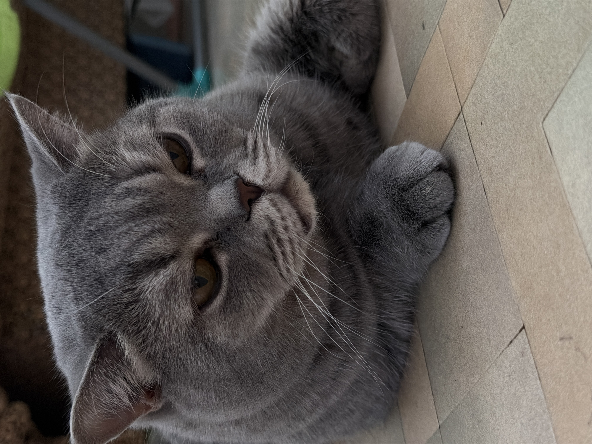 A close-up, slightly angled view captures a gray British Shorthair cat lying on a geometrically patterned surface. The cat's head is prominent, showcasing its amber eyes, small pink nose, and white whiskers. One paw is visible near the edge of the frame. The location is Perm, Russia.