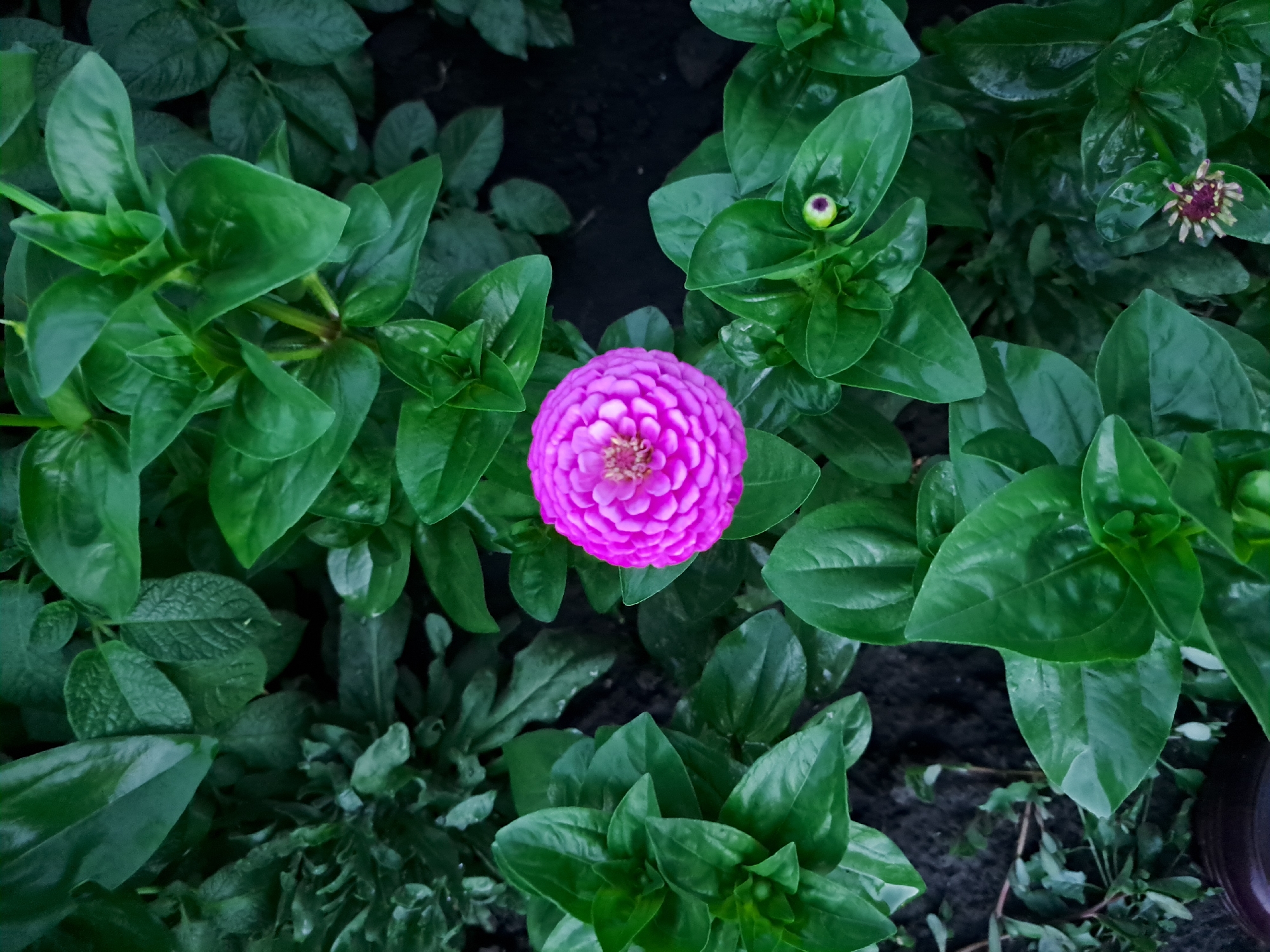 A single, vibrant pink zinnia bloom is centrally located in the frame, surrounded by lush, dark green foliage. The flower's petals are tightly packed and form a circular pattern. Several unfurled leaves dominate the scene, with a few closed buds also visible. The background appears to be dark soil, suggesting an outdoor garden setting. There are no people or animals present. This image was taken in the city of Chernetsk, Russia.