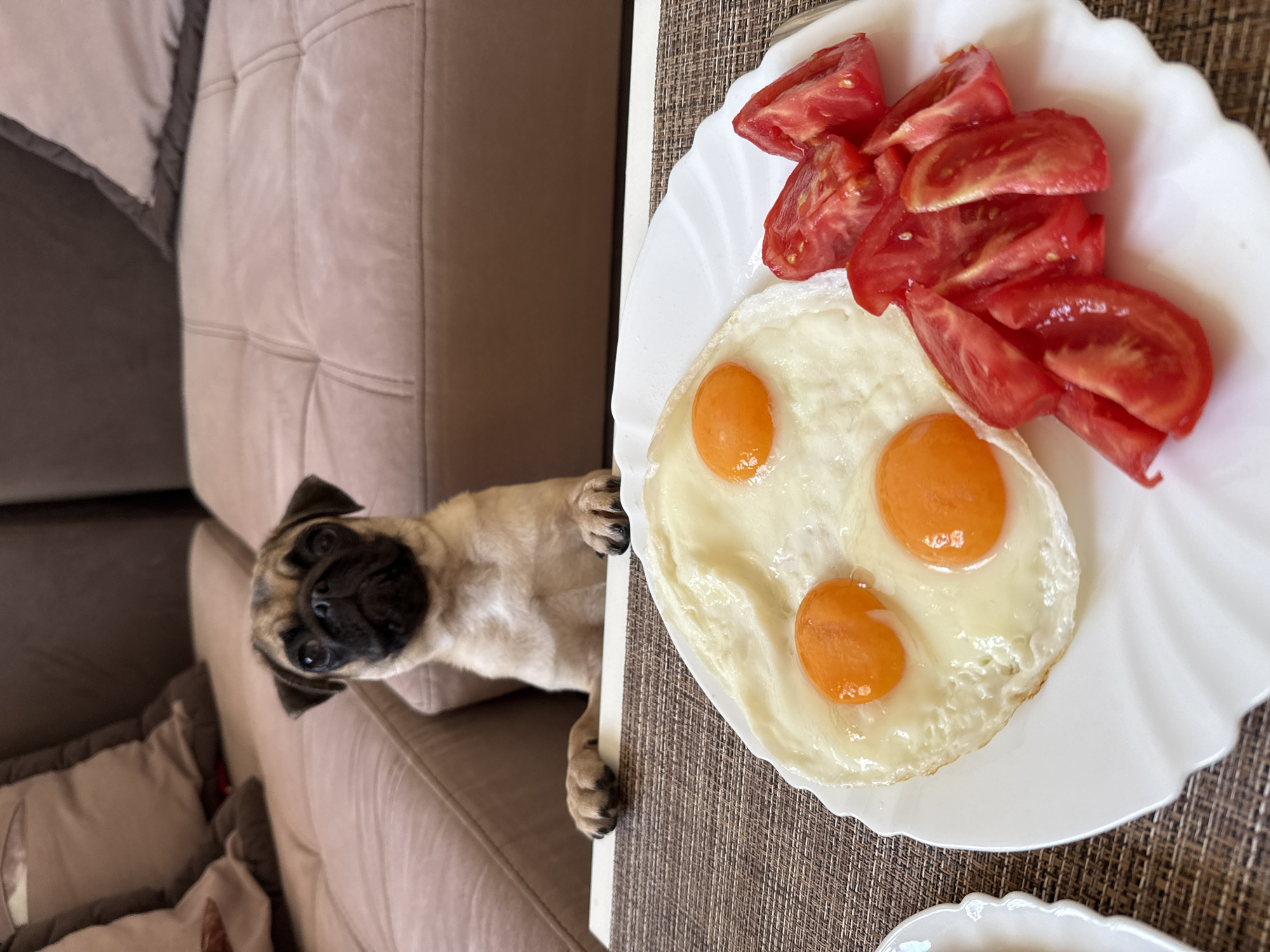 A fawn-colored pug puppy is perched on a light-colored sofa, with its front paws resting on the edge of a table. In front of the puppy, on the table, is a white plate with a breakfast of three fried eggs and sliced tomatoes. The background shows the upholstered back of the sofa and its cushions. The scene appears to be indoors.