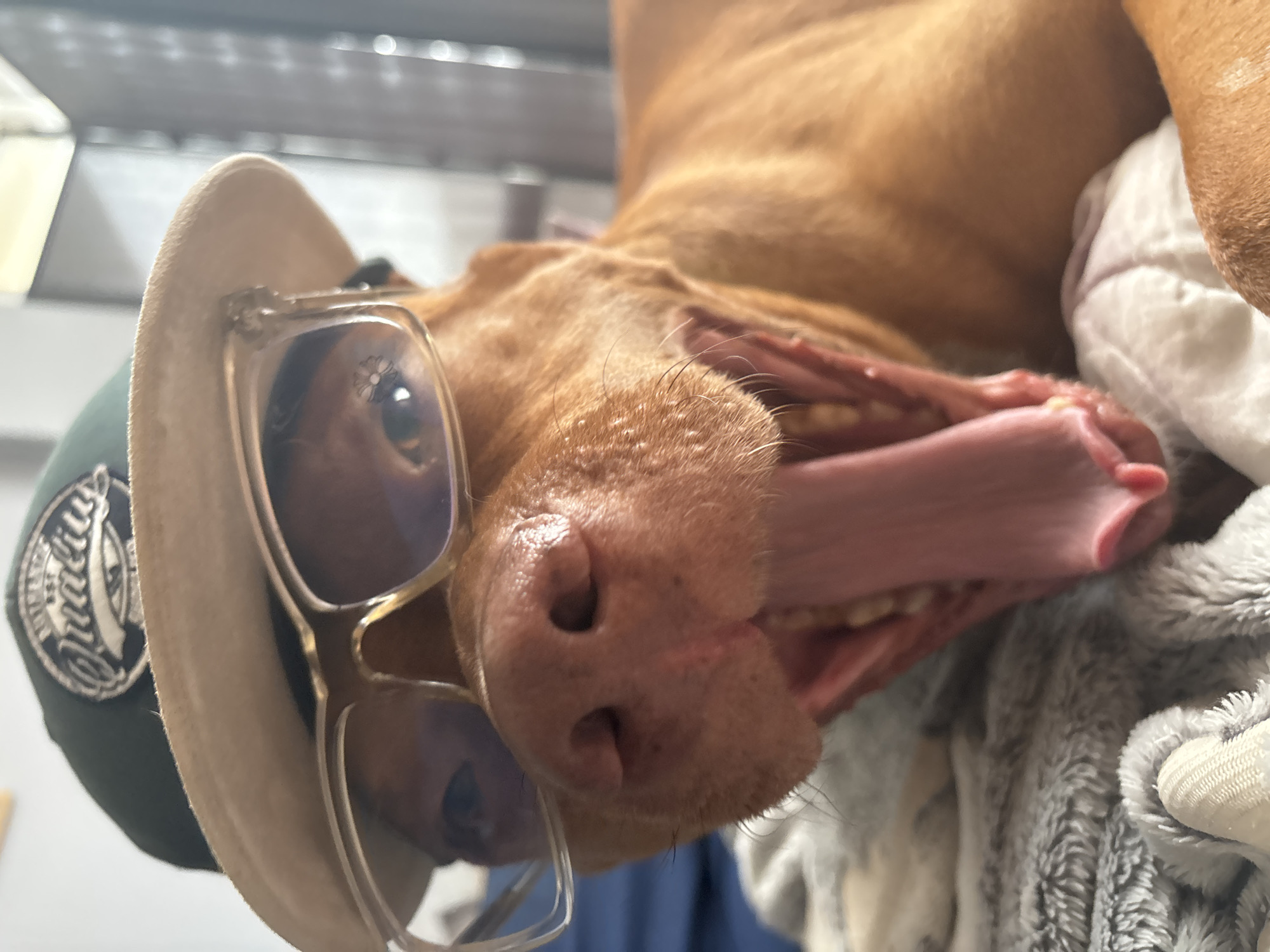 A tan dog is upside down wearing eyeglasses and a hat. The dog's tongue is hanging out of its mouth. The dog is lying on a gray and white blanket. The location is unknown and cannot be determined from the image.
