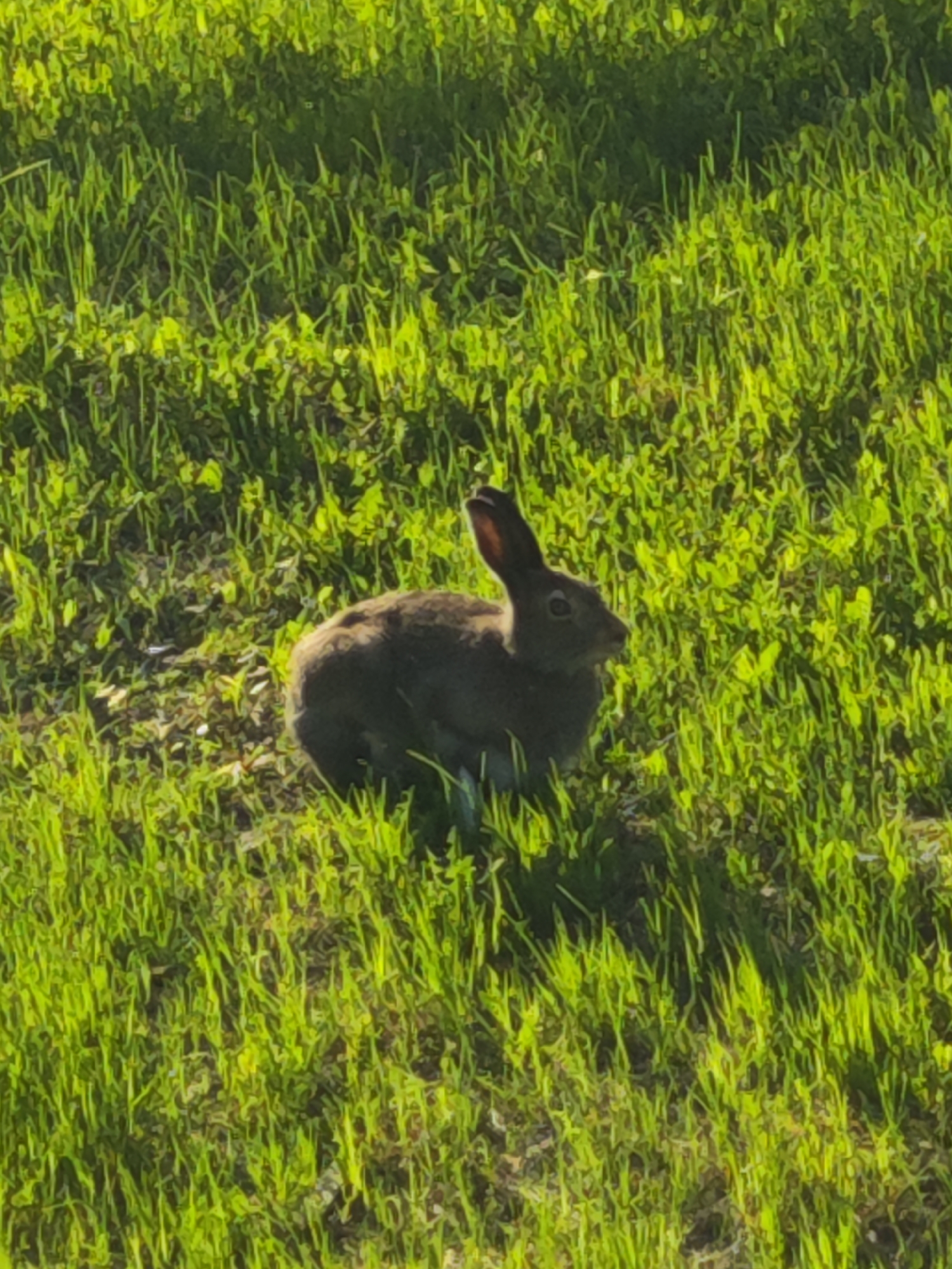 A rabbit sits amidst green grass in an outdoor setting. The location and city are Unknown, Russia.