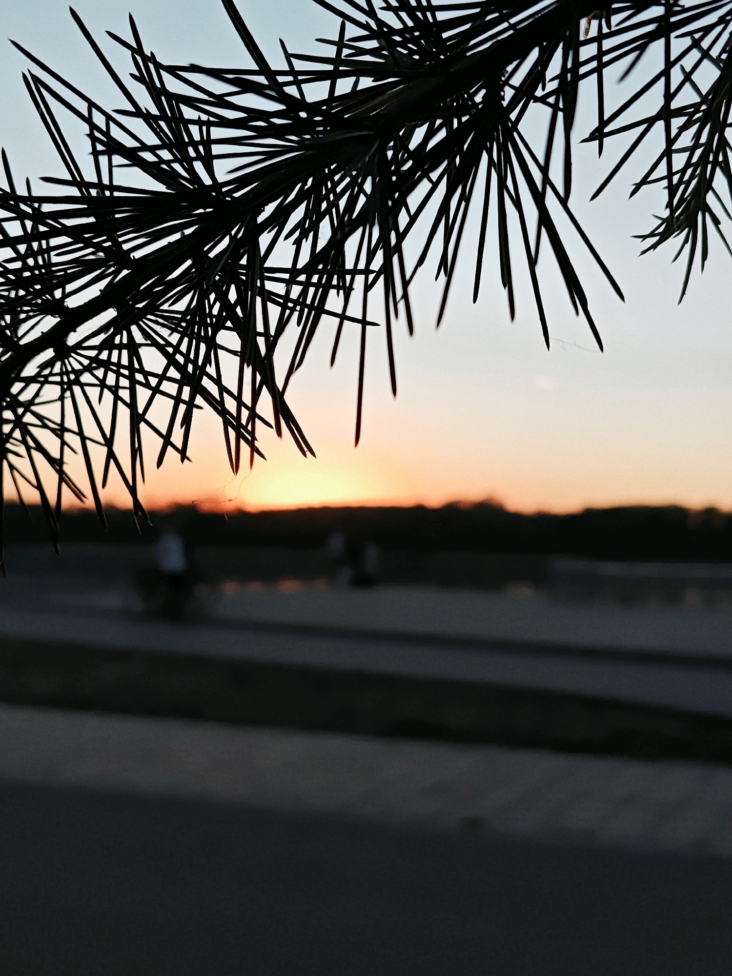 A close-up shot of dark green pine needles silhouetted against a soft pastel sky at dusk. The needles fill the top half of the frame, creating a delicate, almost lace-like pattern. In the background, a blurred landscape features the faint outline of a treeline and the warm glow of a setting sun. A body of water or a reflective surface is visible in the middle ground, with a few indistinct figures walking or cycling, their forms softened by the low light and distance. The foreground is dominated by a dark, out-of-focus pathway or ground surface, adding to the serene and tranquil atmosphere of the scene.