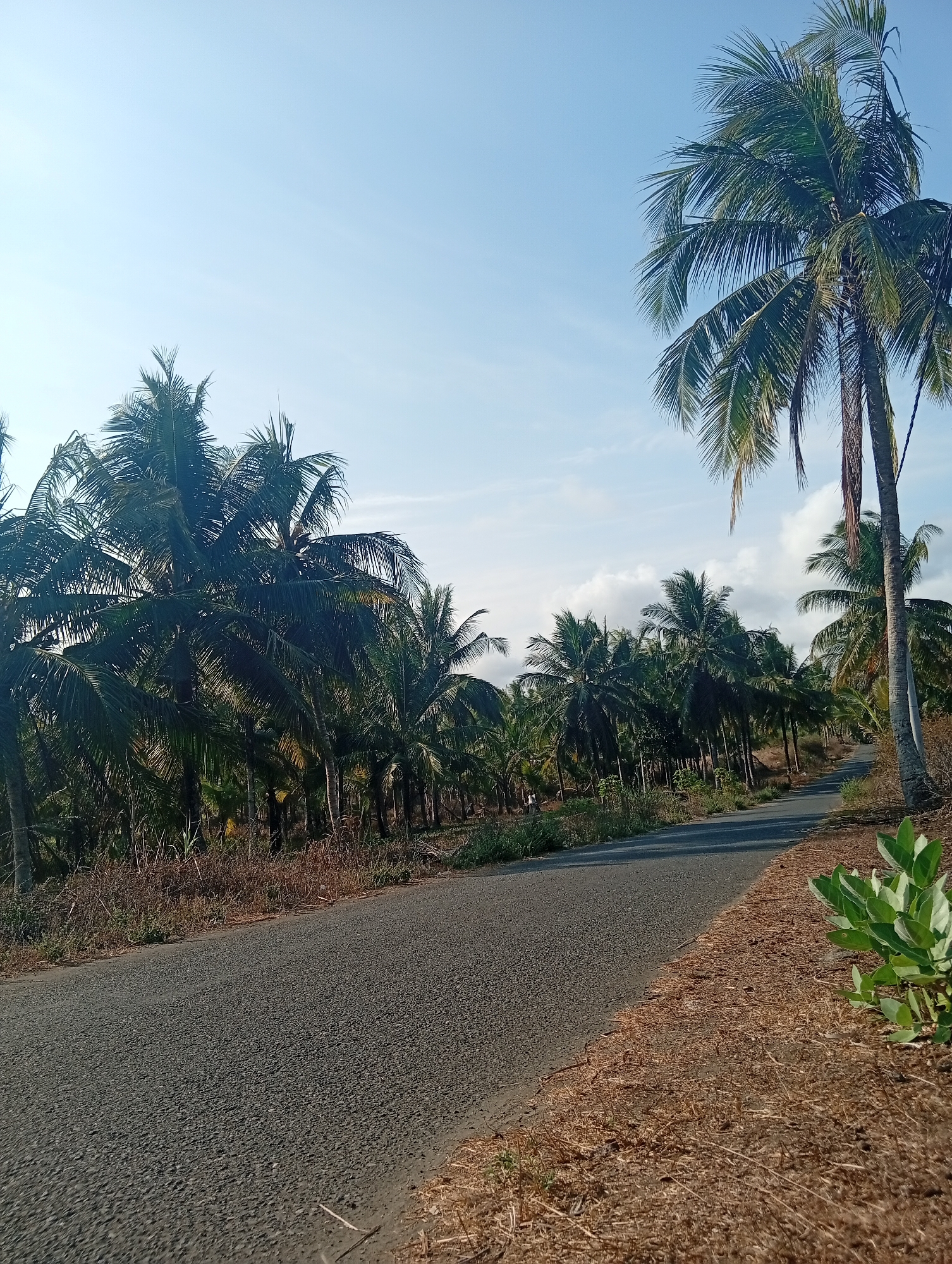 A rural road winds through a dense grove of coconut trees under a clear blue sky with scattered white clouds. The road surface is asphalt, appearing dry and textured. To the left of the road, the coconut trees are abundant, with their fronds casting shadows on the ground. To the right, a dry, grassy embankment is visible, with some brown straw-like vegetation and a small green leafy plant in the foreground. The lighting suggests it is daytime, with the sun casting distinct shadows. The scene evokes a tropical, serene atmosphere. Based on the provided context, this image is located in Tlogodepok, Indonesia.