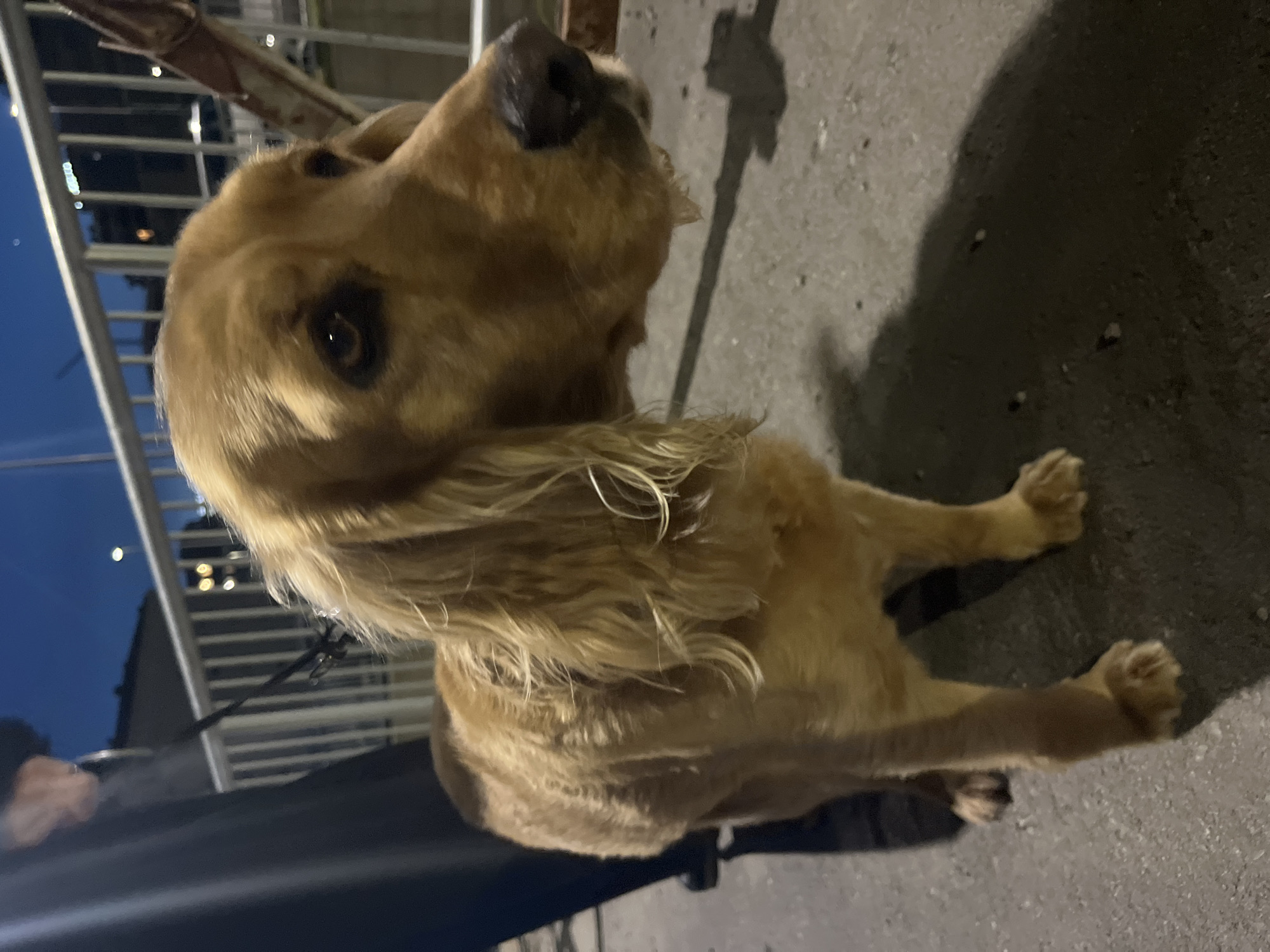 A light brown dog with long ears is standing on a gray surface with its head turned up and to the left. The dog is attached to a black leash. The background includes a dark blue sky, buildings with lit windows, and a gray metal railing. The location appears to be Boreti, Montenegro, based on visual cues from the built environment and terrain visible in the background.