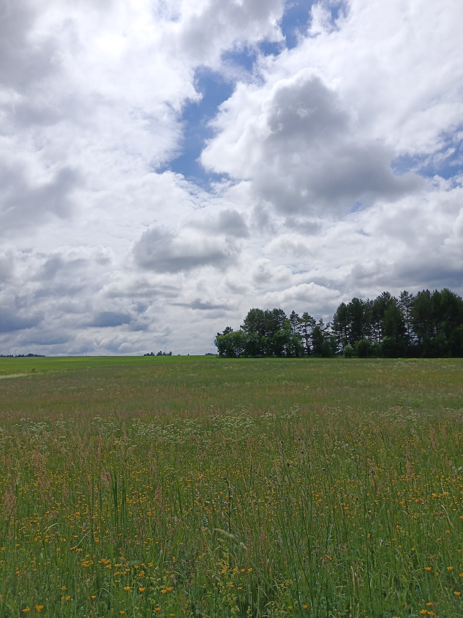 The image depicts a vast, green field stretching towards a distant treeline under a dramatic, cloudy sky. The foreground is densely populated with a variety of wildflowers, predominantly small yellow blossoms and taller green stalks of grass. The middle ground reveals a more uniform expanse of green field, with the distant treeline forming a dark, irregular border against the horizon. Several vertical poles, possibly utility poles, are sparsely scattered across the landscape. The sky is filled with large, white and grey cumulus clouds, with patches of blue sky visible between them. The overall impression is of a rural, natural landscape. The location is described as Chumna, Russia.