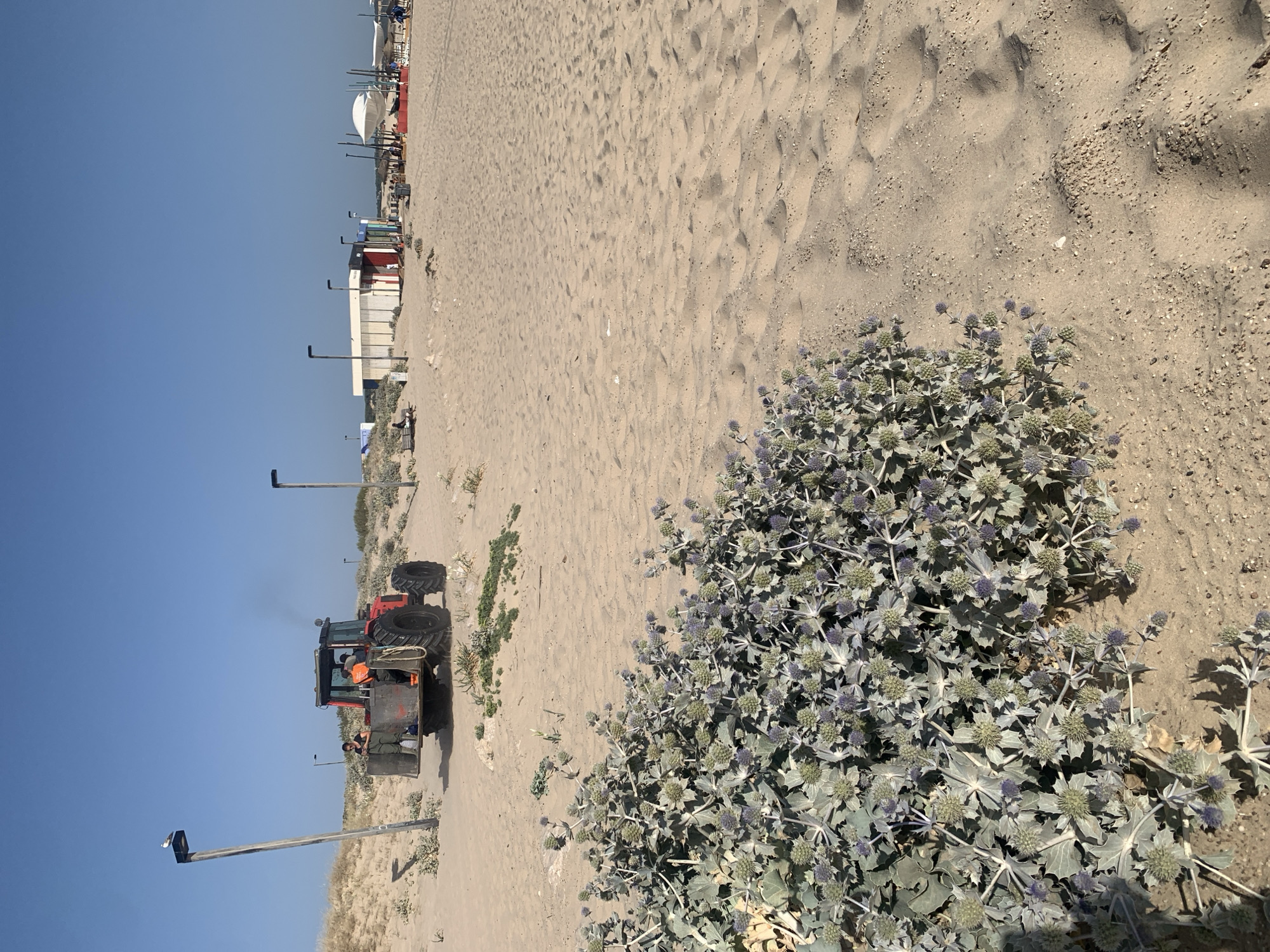 A bright, sunny day at a beach in Costa da Caparica, Portugal. In the foreground, a dense cluster of prickly, silvery-green vegetation with small, purple buds grows in the sand. Further back, a red tractor is moving across the sandy terrain. Three people are visible in the tractor's cargo area. One person, wearing dark clothing, stands on the left side, while two individuals in orange vests are positioned in the center. The tractor is emitting a plume of dark exhaust. In the background, a line of white and red beach huts with corrugated metal walls are visible, along with several tall light poles. Umbrellas and beach chairs are scattered across the sand, suggesting a recreational area. The sky is clear and blue, and the sand is textured with ripples and footprints.