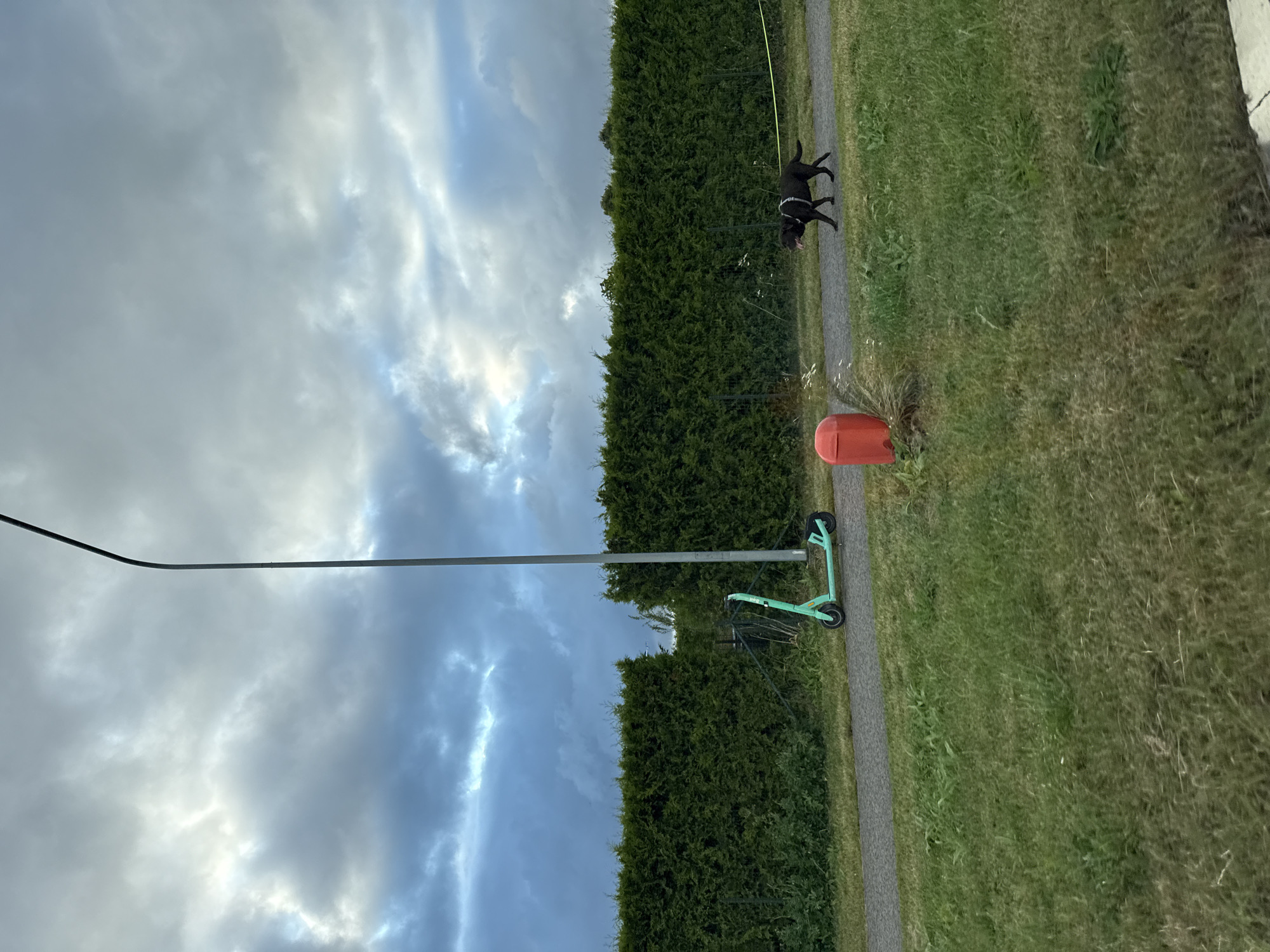 In Järveküla, Estonia, a black Labrador Retriever is walking along a paved path, its tongue hanging out. The dog is wearing a white harness. To the left of the dog, a bright orange cylindrical trash bin stands near the path. Further to the left, a mint green electric scooter is parked on the path. Behind the path and scooter, a dense green hedge forms a backdrop. A tall, slender lamppost is positioned to the right of the scooter, extending upwards into a cloudy sky. The foreground consists of a grassy lawn.