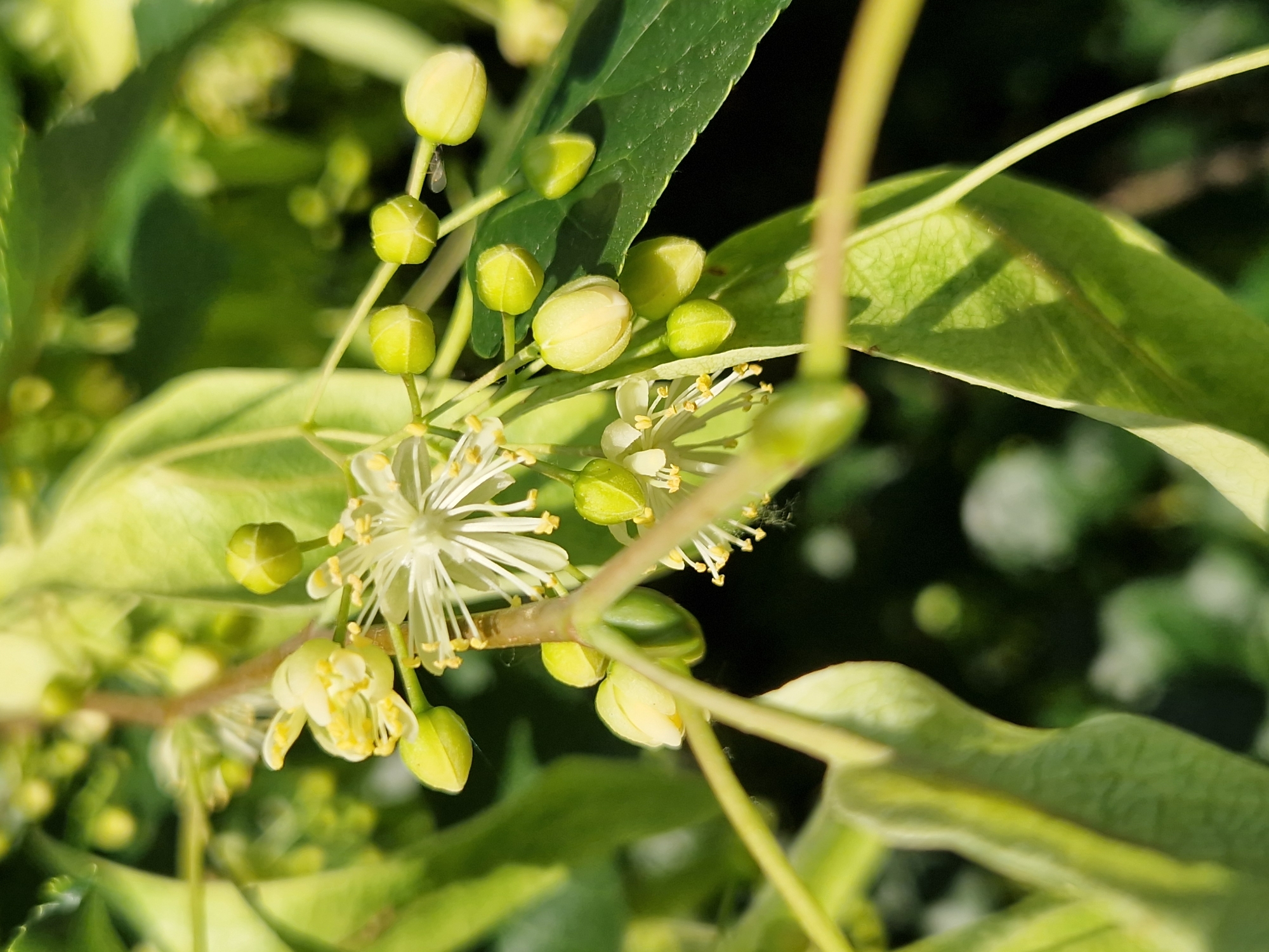 A close-up shot captures a cluster of linden tree flowers and buds, illuminated by sunlight. The delicate white petals and yellow stamens of the blooming flowers are visible, along with several green, unopened buds. The background consists of blurred green leaves and a dark, indistinct foliage. The image appears to be taken outdoors, likely in a park or garden setting. While the image itself doesn't contain explicit clues about its location in Sofia, Bulgaria, linden trees are common throughout the city, often found lining streets, in parks like South Park or Borisova Gradina, and in urban green spaces, contributing to the city's characteristic scent in early summer.