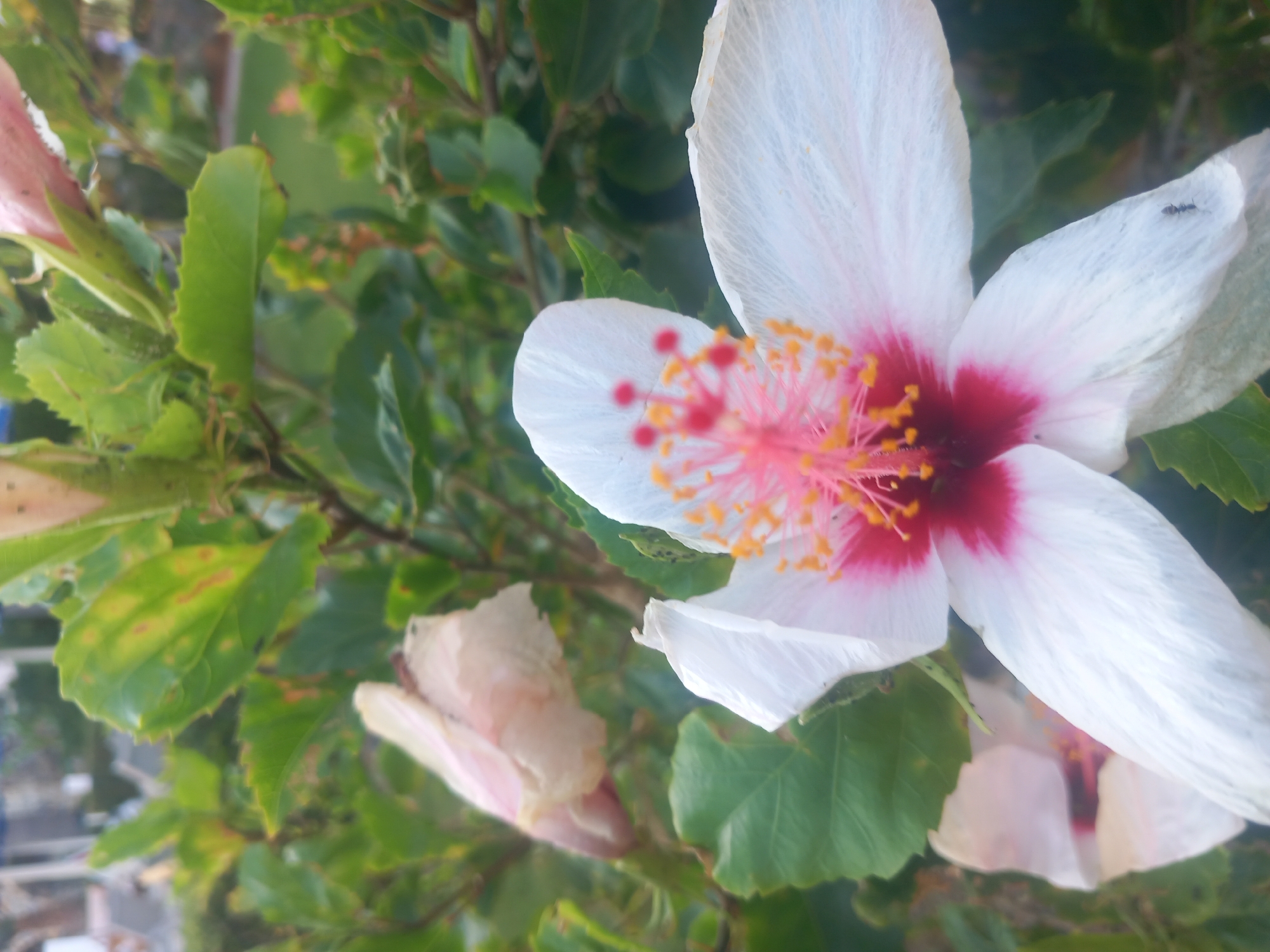A close-up, slightly tilted shot focuses on a white hibiscus flower with a deep pink center, its stamen a vibrant display of pink and yellow. The flower's petals are delicate and slightly curled. To the left, another hibiscus flower, faded and pale pink, is visible in soft focus. The background consists of lush green leaves, some showing signs of browning or spotting, and out-of-focus elements that suggest an outdoor setting, possibly a garden or park in the city of Kos, Greece, where hibiscus flowers are common. The lighting is natural, casting a gentle illumination on the scene. A small black ant is present on one of the white petals, crawling across the surface.