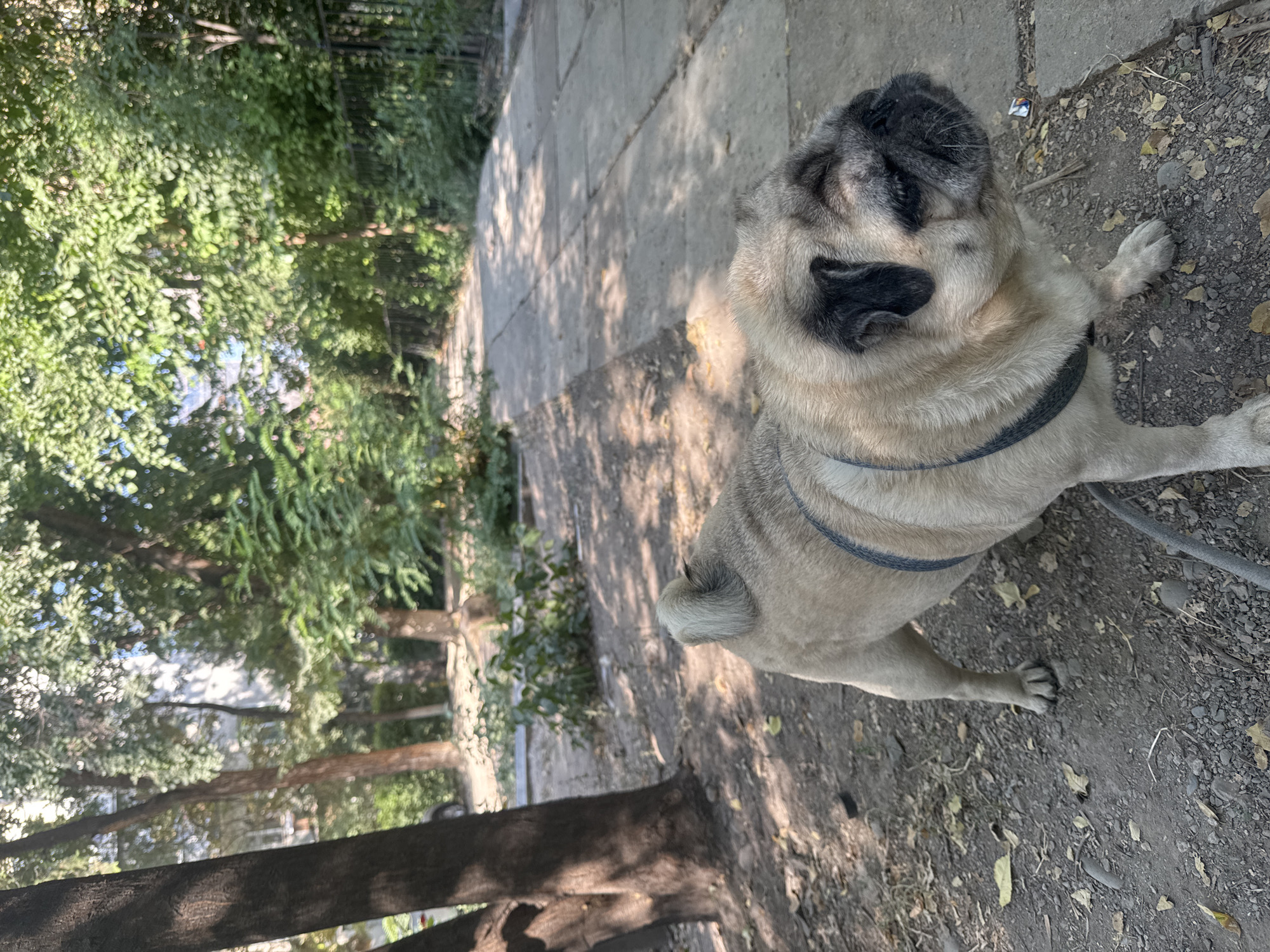 A light-colored pug wearing a dark harness stands on a gravel path next to a paved walkway in a tree-lined urban setting. The pug is facing to the right, its body angled towards the camera. Behind the pug, a concrete path extends into the distance, bordered by lush green trees and foliage. The ground on either side of the path is covered with dirt, scattered leaves, and small stones. In the background, the blurred shapes of buildings can be seen through the trees. The lighting suggests it is daytime, with sunlight filtering through the leaves and casting shadows on the ground. The overall scene depicts a typical outdoor environment within Bishkek City, Kyrgyzstan, possibly a park or a residential area with abundant greenery.