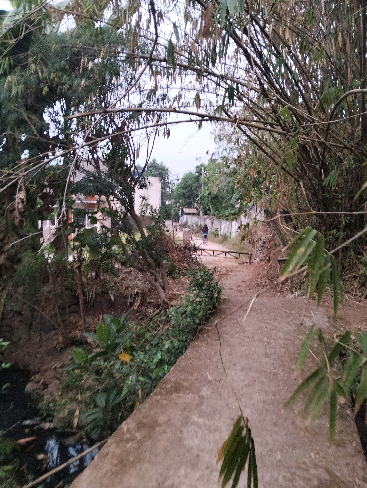 A dirt path, lined with bamboo trees and foliage, leads to a building in the distance in Cileungsi, Indonesia. A person is seen riding a bicycle on the path, approaching the building. The path is uneven and appears to be made of packed dirt and some concrete. The building is a light-colored, multi-story structure with windows and a balcony. The surrounding area is lush with vegetation, including trees, bushes, and bamboo. A small stream or ditch runs alongside the path on the left side of the image. The sky is overcast.