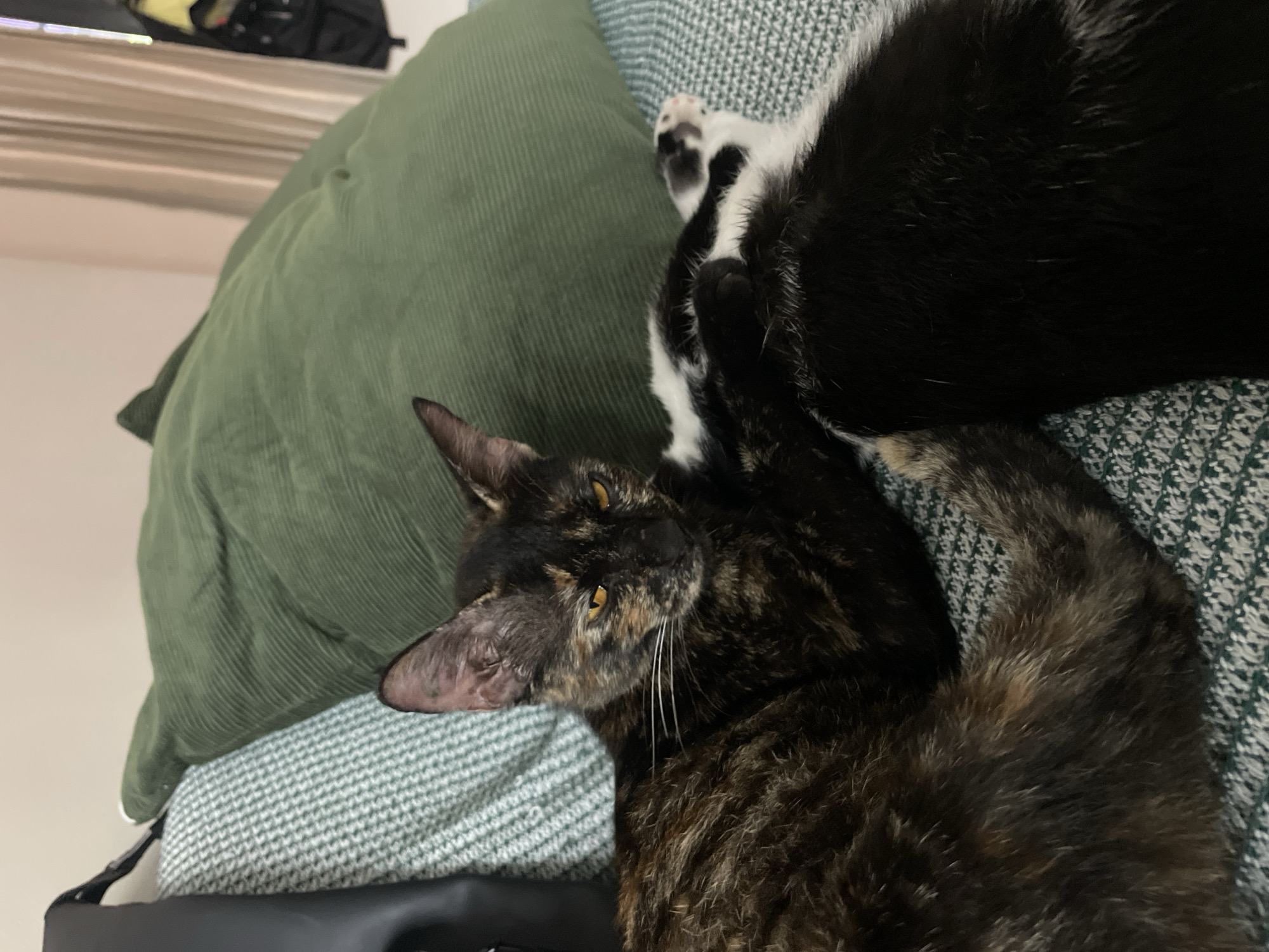 Two cats are resting on a cushion. One cat is a tortoiseshell pattern with dark fur and yellow eyes, lying in the foreground. The other cat, visible in the background, is black and white. The cushion has a green and white pattern. The background includes a green corduroy pillow, a black bag, and a wall.
The image does not contain information to determine the location in the city of Denpasar, Indonesia.