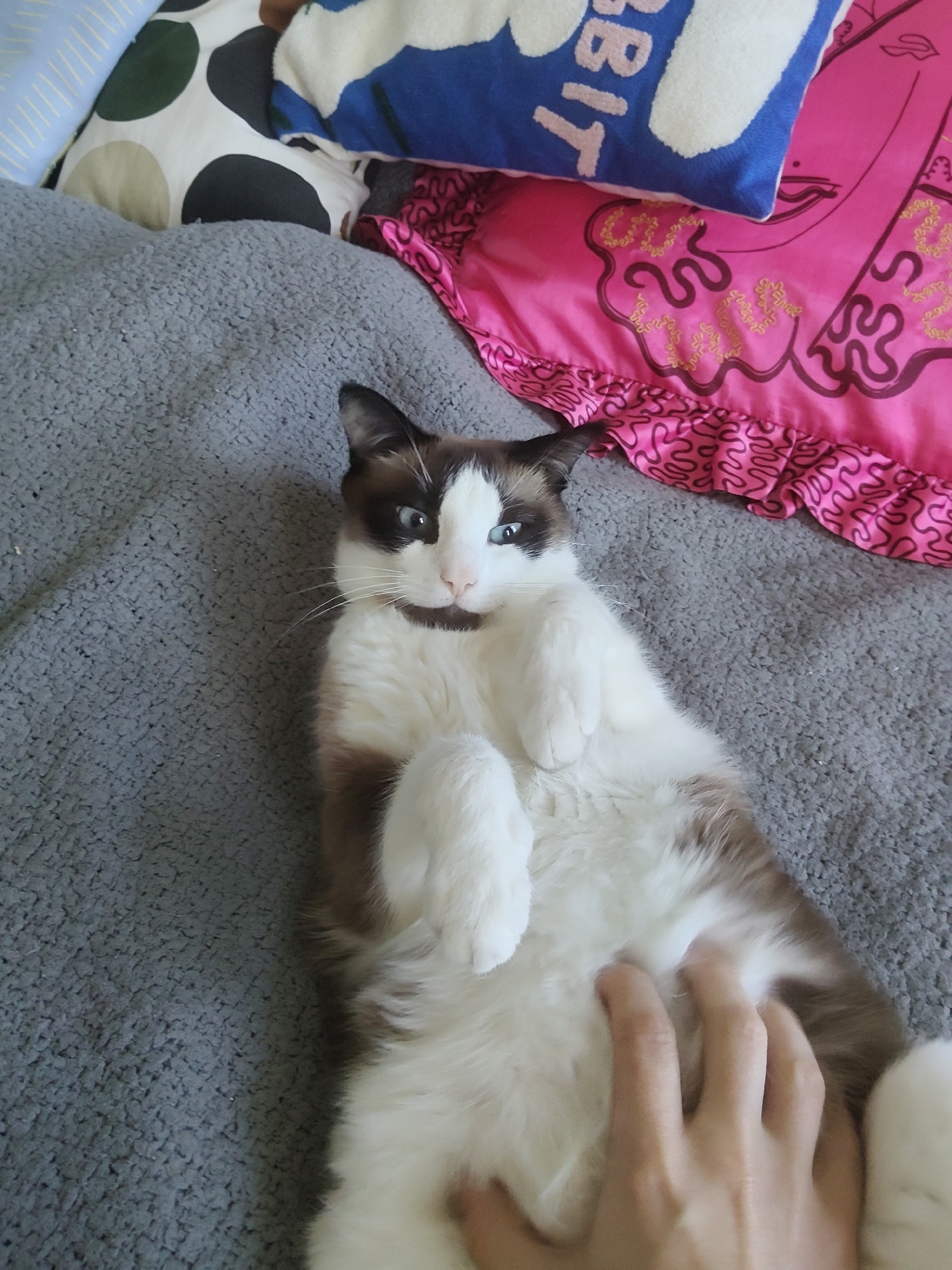 A brown and white cat lies on its back on a gray blanket, being petted on the belly by a human hand. The cat's paws are curled, and it looks upwards with a somewhat startled expression. Pillows with various patterns are visible in the background. The location is not discernible as Saint Petersburg, Russia, based on the provided image.