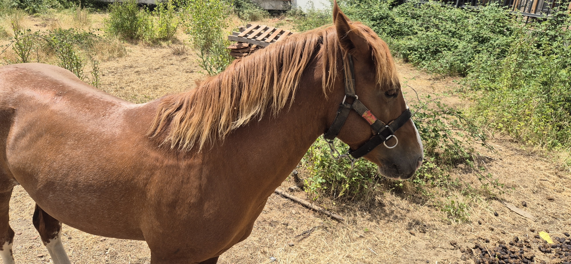 A brown horse stands in a dry, grassy field under a bright, sunny sky. The horse is facing right, with its head slightly lowered. It is wearing a dark halter with a metal ring and chain. The horse's mane is long and a lighter shade of brown, with some blonde tips. The horse's coat is a rich brown, with some lighter patches on its hindquarters and legs, and a white blaze on its face.
The background consists of dry, yellow grass, scattered bushes, and some green foliage. In the middle ground, there is a stack of wooden pallets. The overall setting appears to be a rural or outdoor area, possibly a farm or pasture. The time of day is likely midday due to the bright sunlight casting shadows. The weather appears to be warm and dry. There is no visible text in the image.