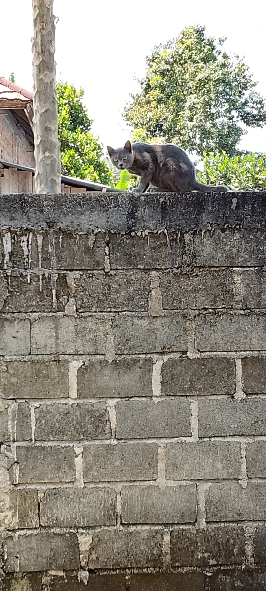 A dilute tortoiseshell cat is perched on top of a grey concrete block wall. The cat is facing the camera with its body angled to the right, its gaze fixed on the viewer. Its fur is a mix of grey, cream, and muted orange patches, and its eyes are a striking yellow-green. The wall is constructed of rough, weathered concrete blocks with visible mortar lines. Streaks of what appears to be water damage or mineral deposits run down the face of the wall. Behind the wall, lush green foliage, including trees and smaller plants, is visible against a bright, overcast sky. To the left of the cat, a thin, textured tree trunk rises vertically, partially obscuring a red-tiled roof and a section of wooden fencing. The overall scene suggests an outdoor environment, possibly a residential area in Padang Dalom, Indonesia.