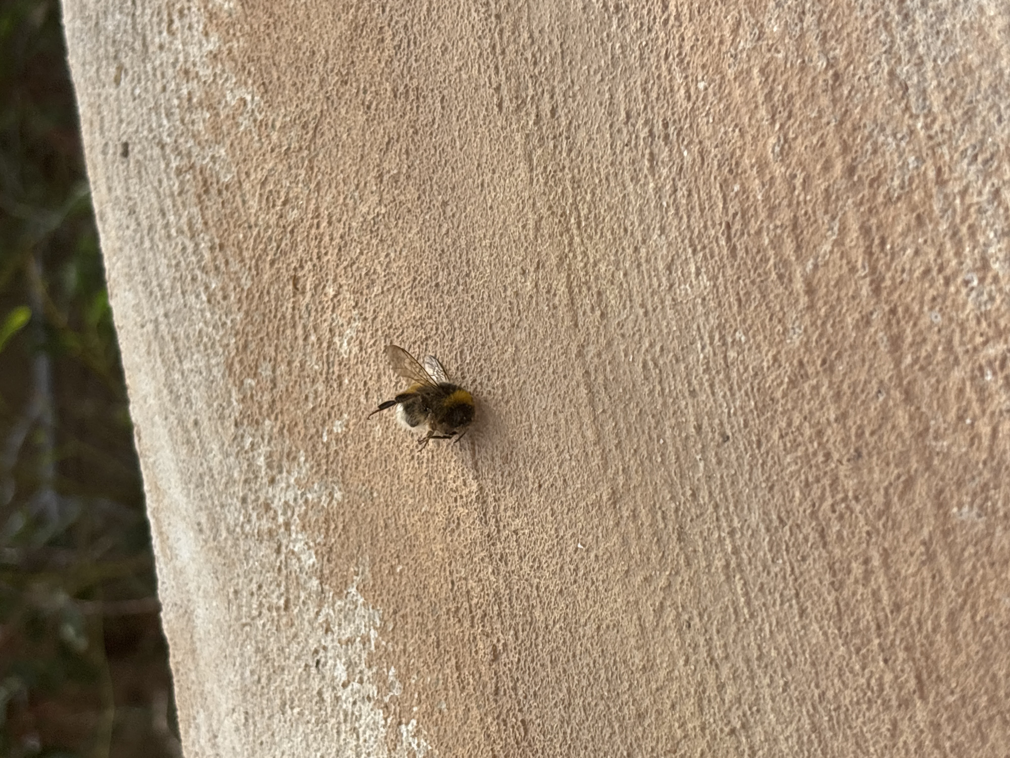 The image shows a close-up of a bee on a textured, beige surface. The bee is small and fuzzy, with black and yellow markings. It is positioned in the lower left quadrant of the frame, facing towards the right. The surface it is on appears to be a rough, porous material, possibly stone or concrete, with a slightly uneven texture.
To the left of the bee and the beige surface, there is a dark, out-of-focus area that appears to be foliage, suggesting an outdoor setting. The lighting in the image is strong, casting subtle shadows and highlighting the texture of the surface. The time of day is likely daytime, given the brightness and the appearance of shadows. There is no text visible in the image. The overall scene is simple, focusing on the bee and its immediate surroundings. The image is a static capture, with no clear activity or event taking place other than the bee resting on the surface.
