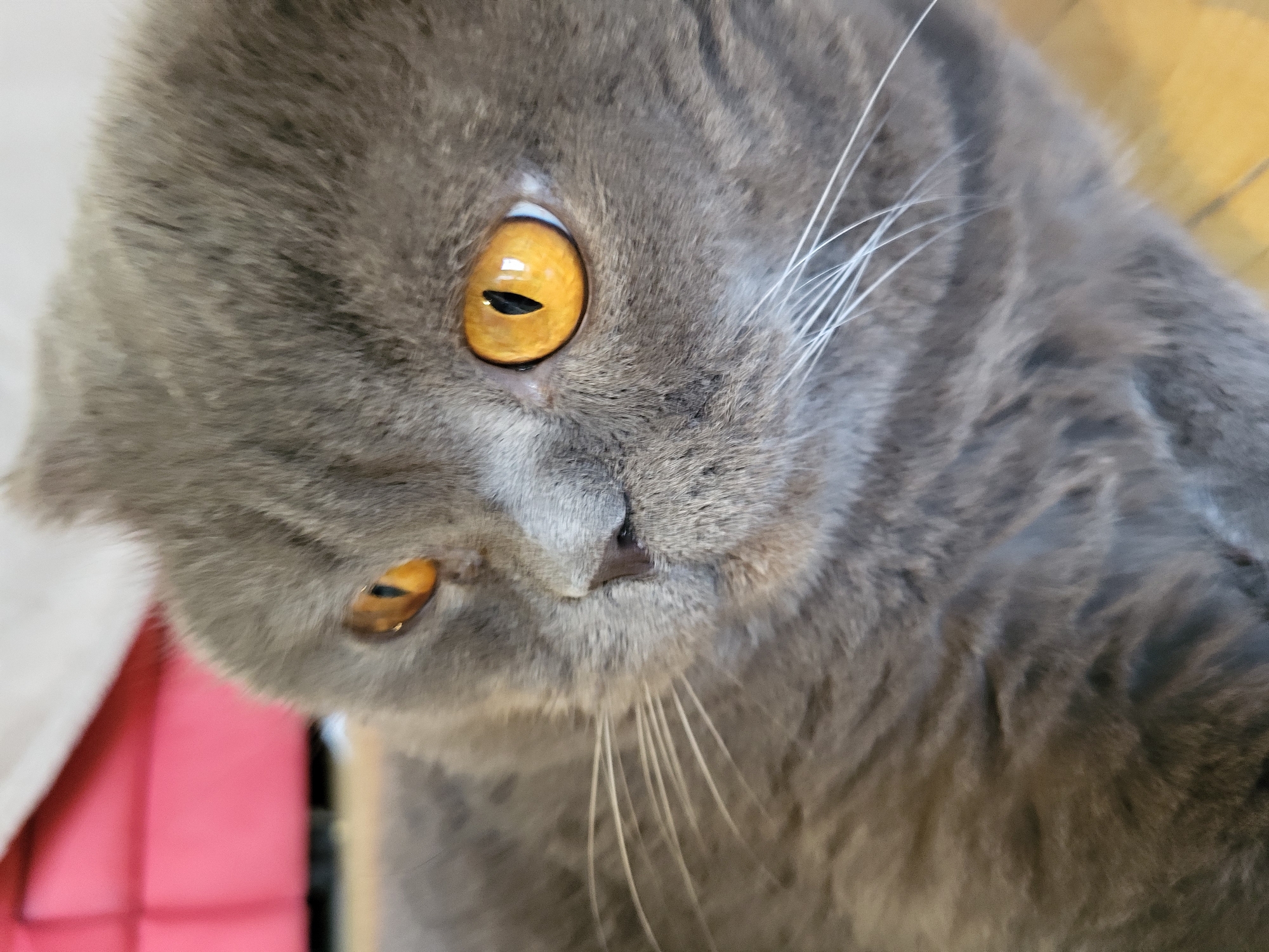 Close-up view of a gray cat with golden eyes. The cat has white whiskers and a short, rounded muzzle. The background is blurred, showing hints of red and yellow.