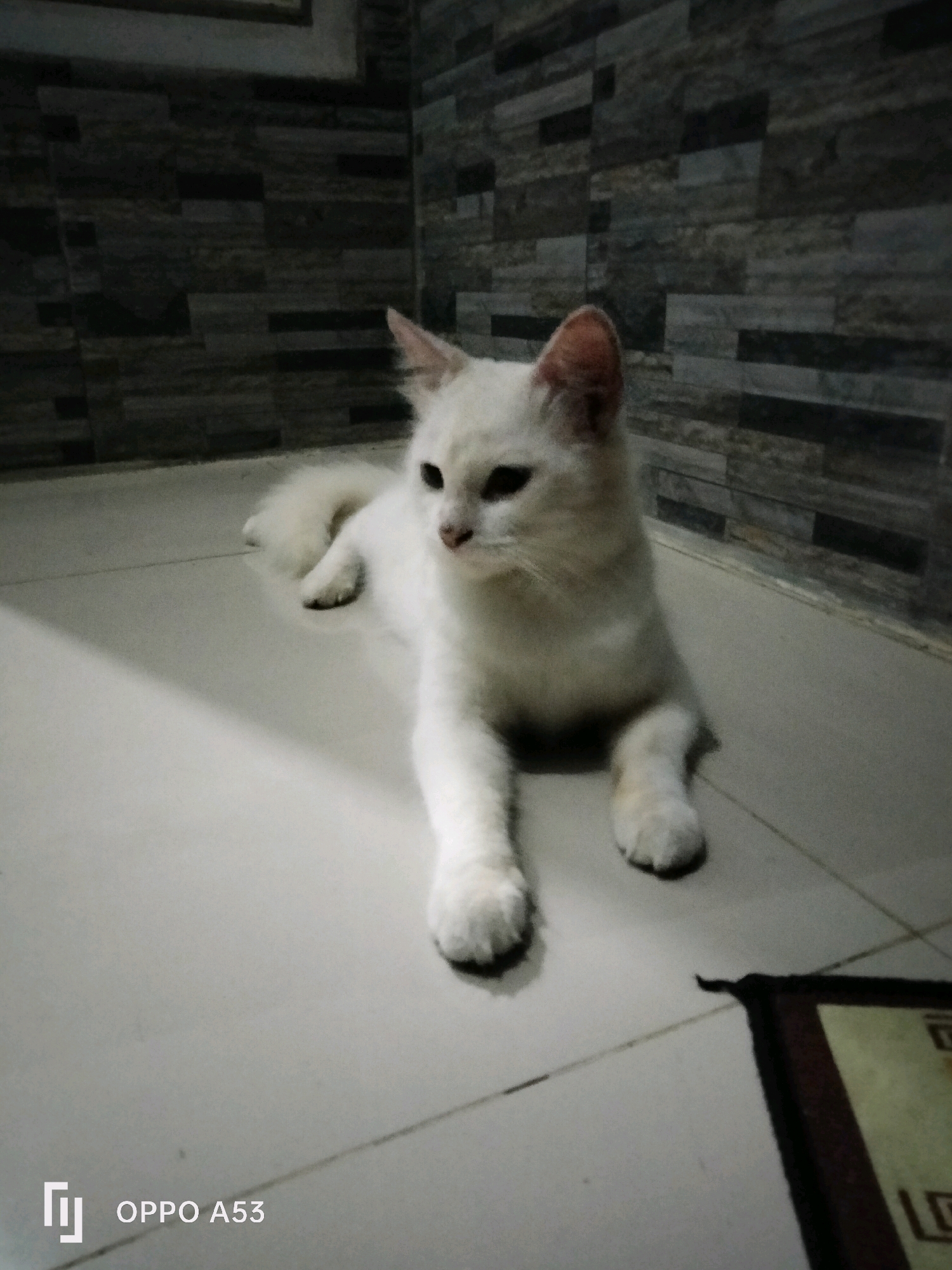 A white cat is lying on a tiled floor in what appears to be an indoor environment, possibly a bathroom or kitchen given the tiled walls. The cat is facing the camera with its body mostly extended. The wall behind the cat is covered in dark, rectangular tiles with a textured surface. A shadow is cast diagonally across the floor from the left side of the image. In the lower right corner, a small portion of a mat or rug with a dark border and a lighter pattern is visible. The OPPO A53 watermark is present in the lower left corner. The scene does not provide any specific visual cues to pinpoint its location within the city of Trenggalek, Indonesia.