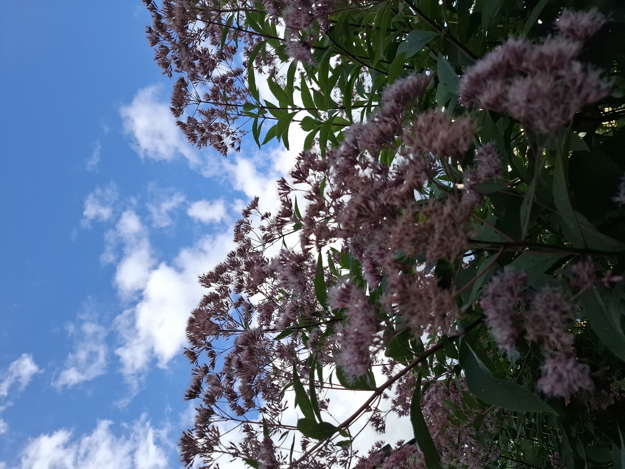 The image depicts a low-angle view of tall, flowering plants with clusters of small, pale pink to purplish blossoms. The plants have dark green leaves and slender stems. The background is dominated by a bright blue sky with scattered white, fluffy clouds. The lighting suggests it is daytime. The scene appears to be an outdoor setting, possibly a garden or natural area, with dense foliage. There are no people or man-made structures visible in the immediate foreground. The presence of these plants, particularly flowering species, is consistent with typical vegetation found in various parks, gardens, and natural areas within the city of Tyumen, Russia, during the warmer seasons when such flora would be in bloom.