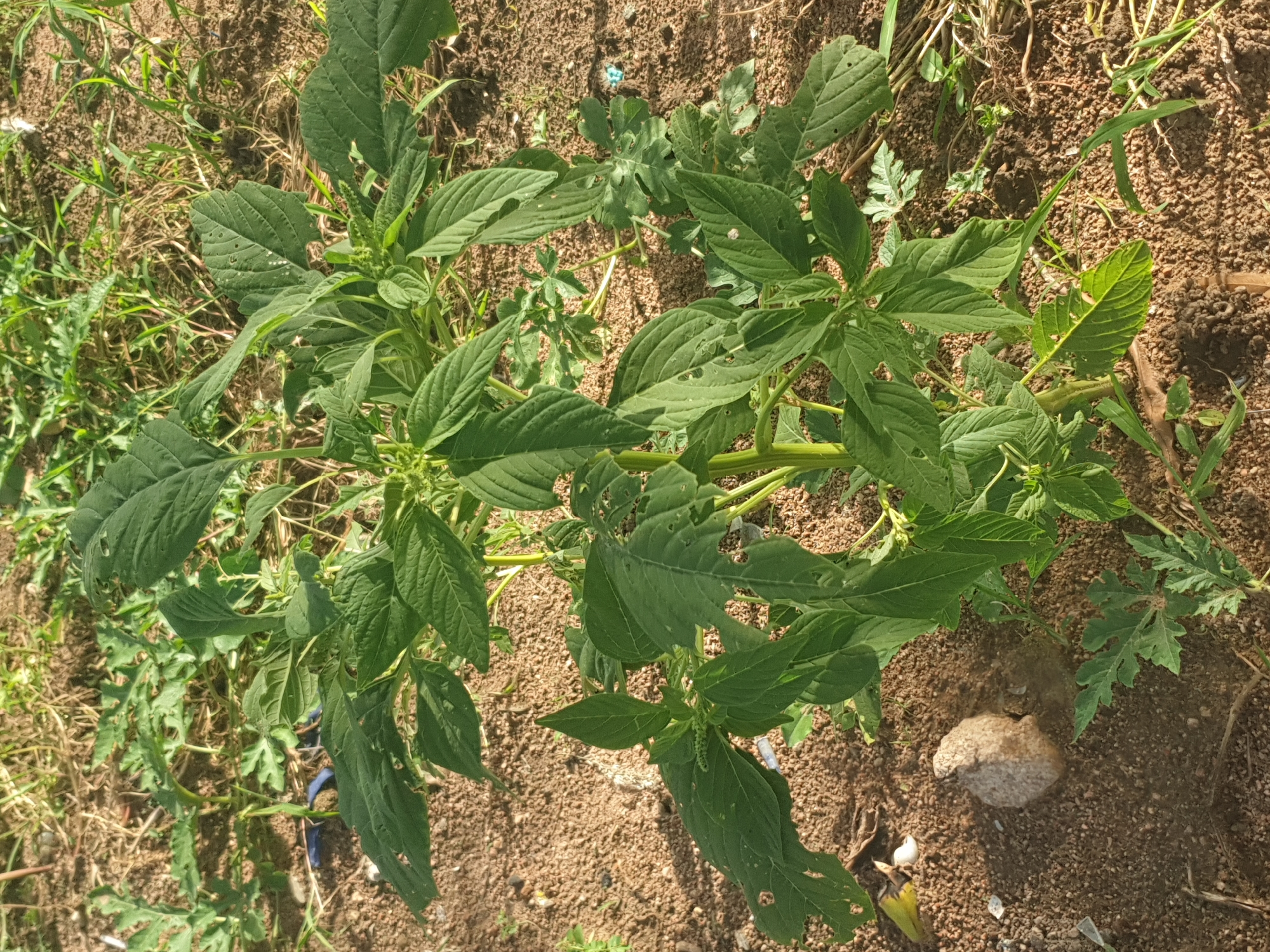 A solitary, leafy green plant grows in dry, brown soil. The plant has a thick stem and numerous broad, serrated leaves, some of which show signs of damage from insects or disease. The ground around the plant is covered with sparse, dry grasses and small pebbles. In the background, more dry grasses and soil are visible. The lighting suggests it is daytime with sunlight casting shadows on the ground. The location is Jalingo, Nigeria.
