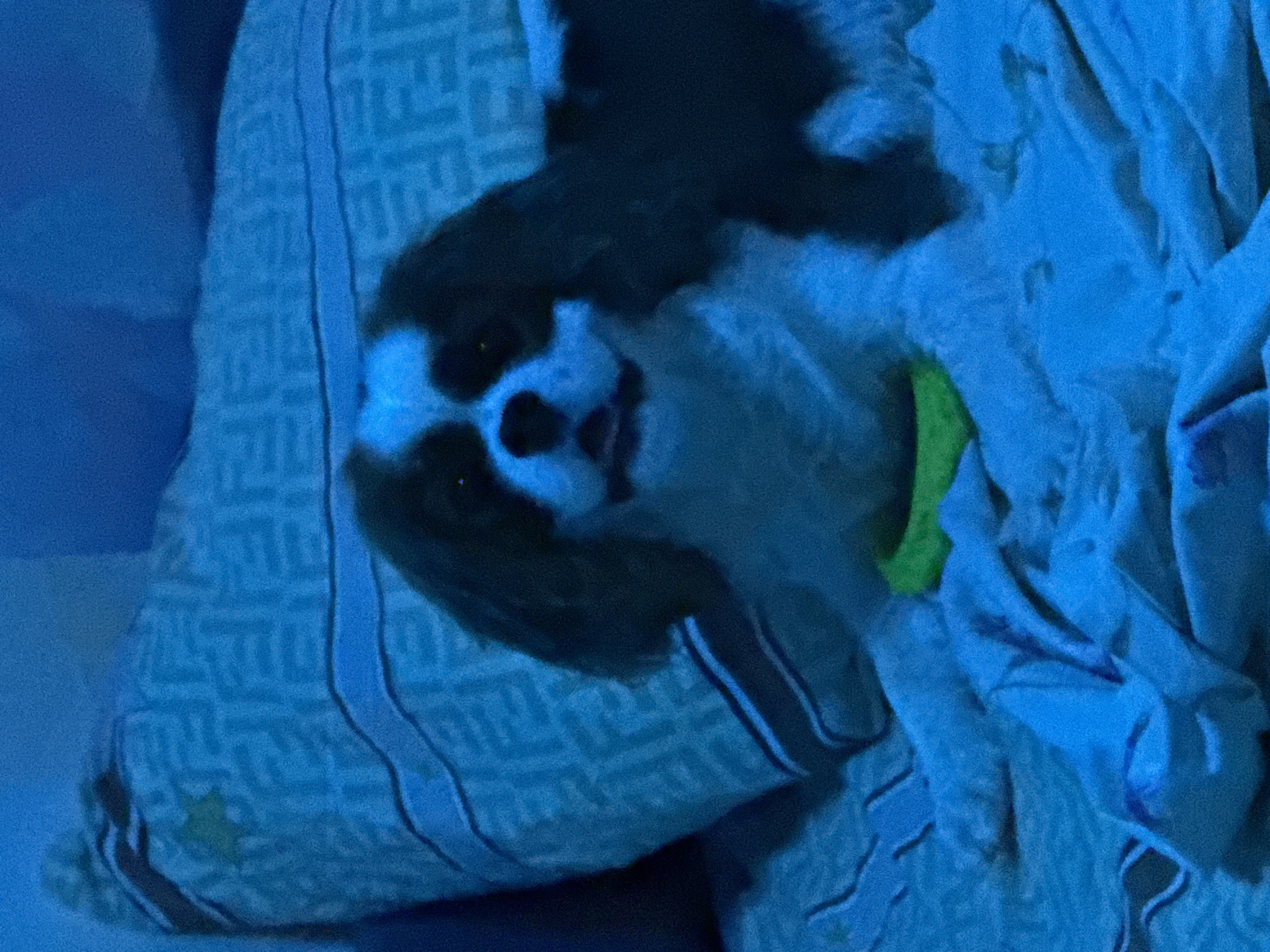 A Cavalier King Charles Spaniel dog is lying on a bed covered with a blue and white patterned blanket and a blue sheet. The dog is white and black with long, floppy ears. Its mouth is open, and its tongue is visible. There is a yellow object under the dog's chin. The room is dimly lit, with blue light illuminating the scene. The dog appears to be relaxed.