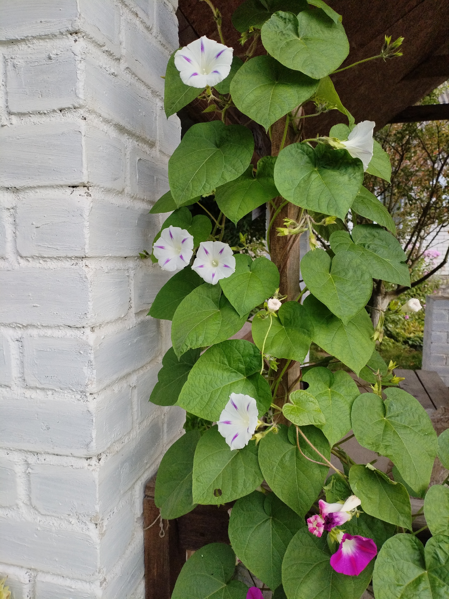 A vertical, medium shot captures a vine of morning glory flowers climbing a wooden post, positioned against a white painted brick wall. The vine, with its large, heart-shaped green leaves, is entwined around the post. Several flowers are visible: three white flowers with purple stripes, one partially open white flower, and a cluster of smaller, pink and purple buds and a fully bloomed magenta flower at the bottom right. The brick wall, showing some wear and texture, occupies the left side of the frame, with the vine and flowers to its right. The background is blurred, suggesting an outdoor environment with trees and possibly a wooden structure. The overall scene is serene and depicts nature's growth against a man-made structure. The location is the city of Bialynichy, Belarus.